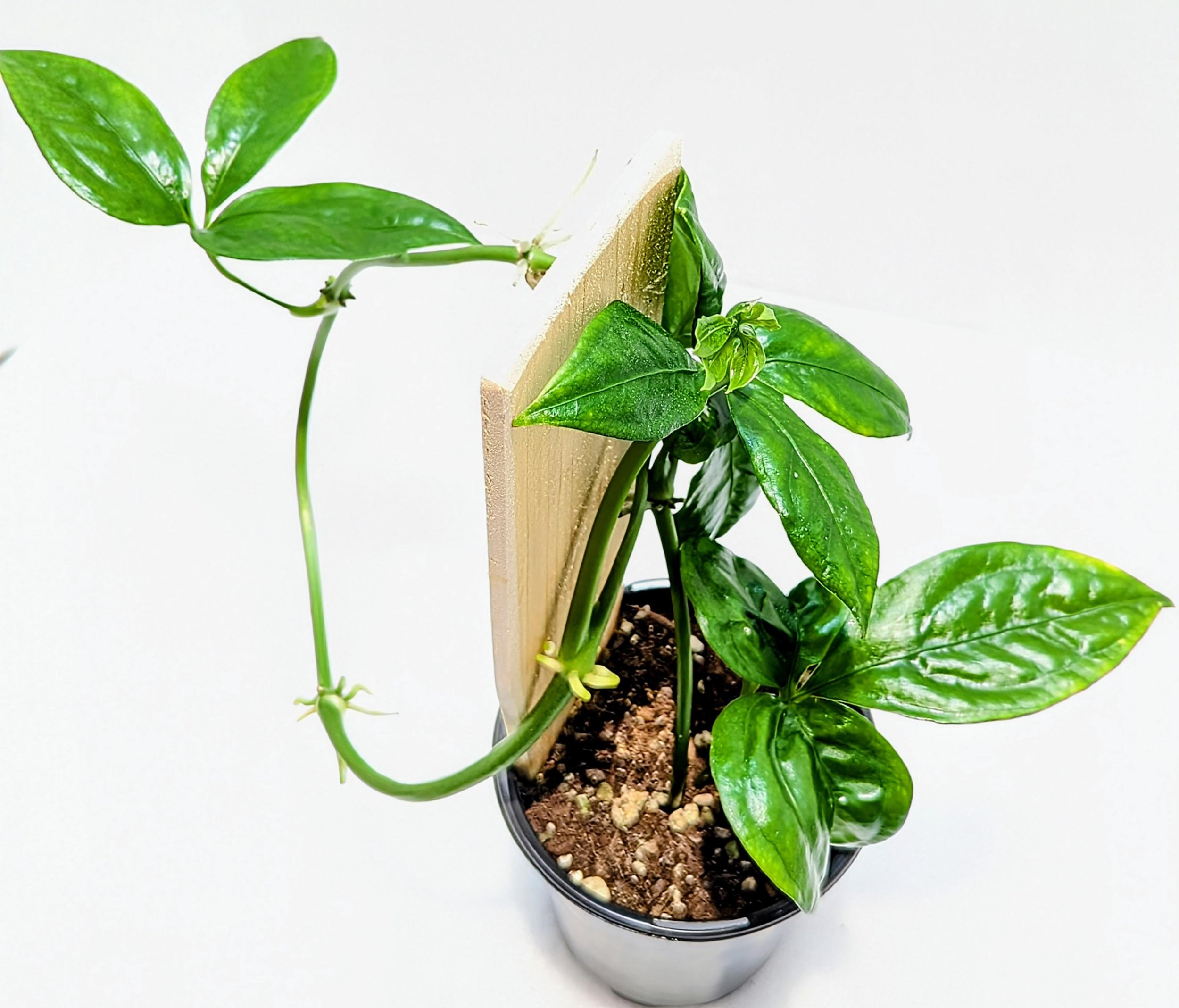 Anthurium pentaphyllum is an epiphytic subshrub that grows primarily in the wet tropical regions from Mexico to Colombia. Palmate leaves have 5 sometimes 7 to 9 leaflets
