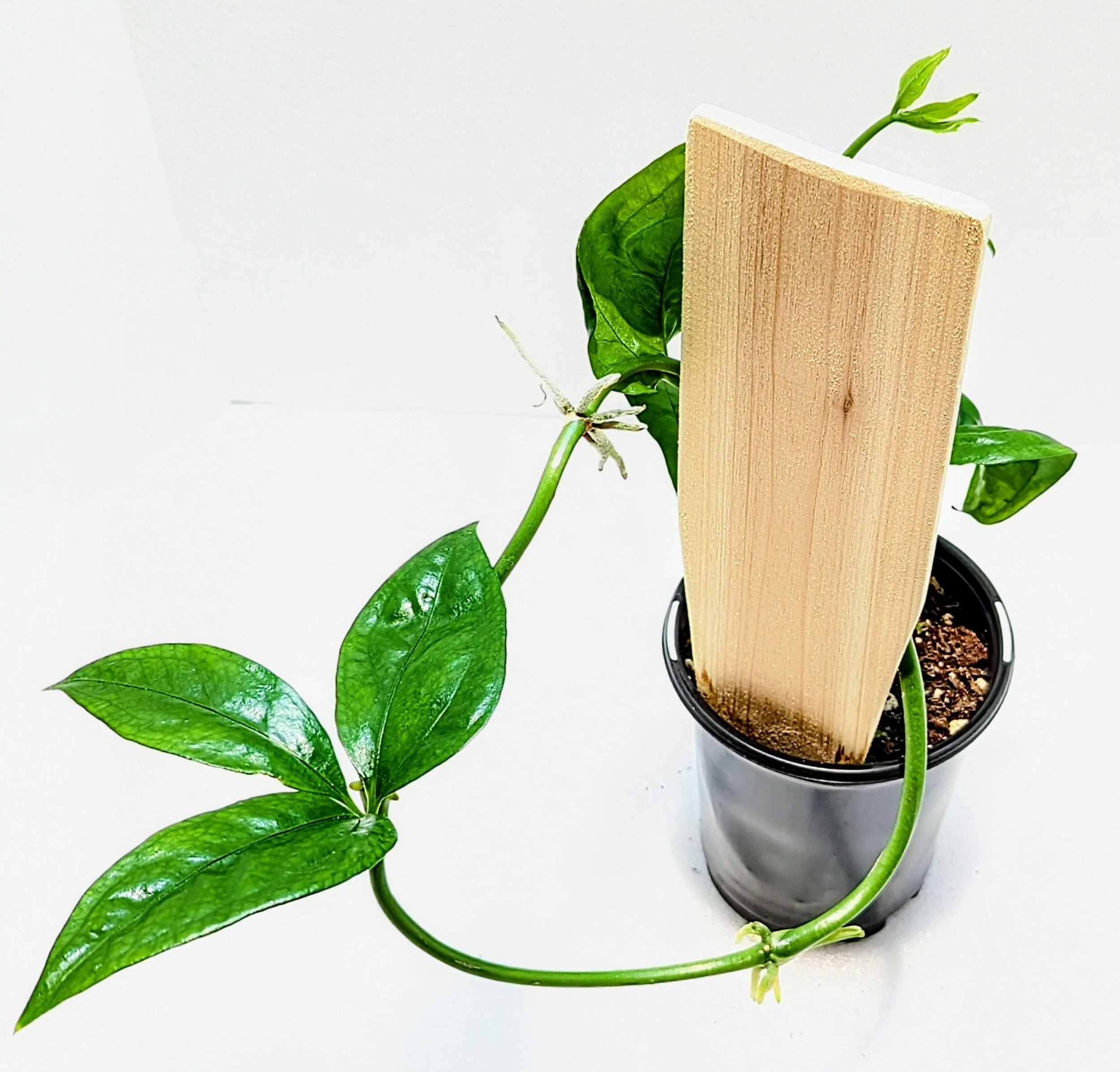 Anthurium pentaphyllum is an epiphytic subshrub that grows primarily in the wet tropical regions from Mexico to Colombia. Palmate leaves have 5 sometimes 7 to 9 leaflets