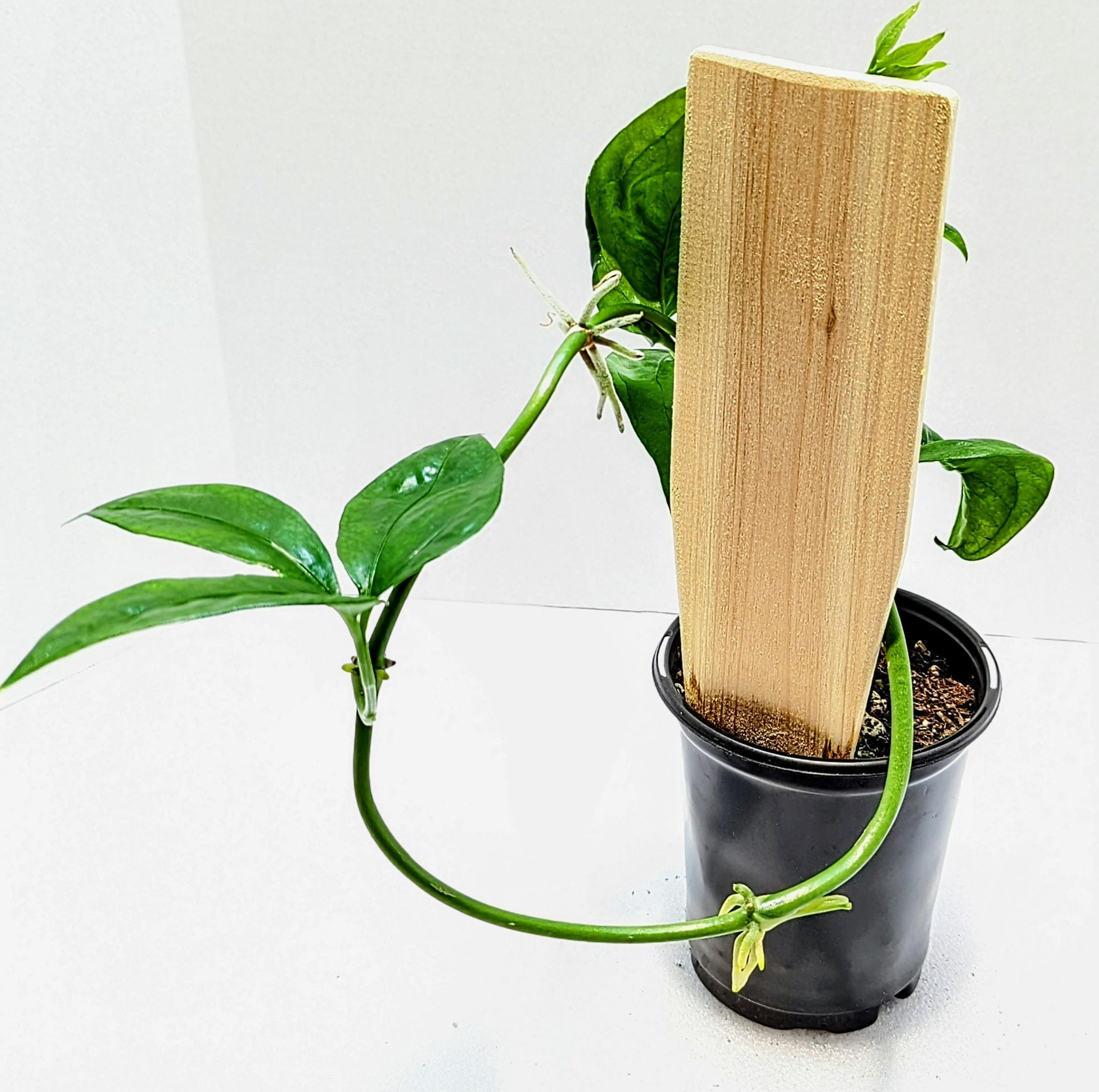 Anthurium pentaphyllum is an epiphytic subshrub that grows primarily in the wet tropical regions from Mexico to Colombia. Palmate leaves have 5 sometimes 7 to 9 leaflets