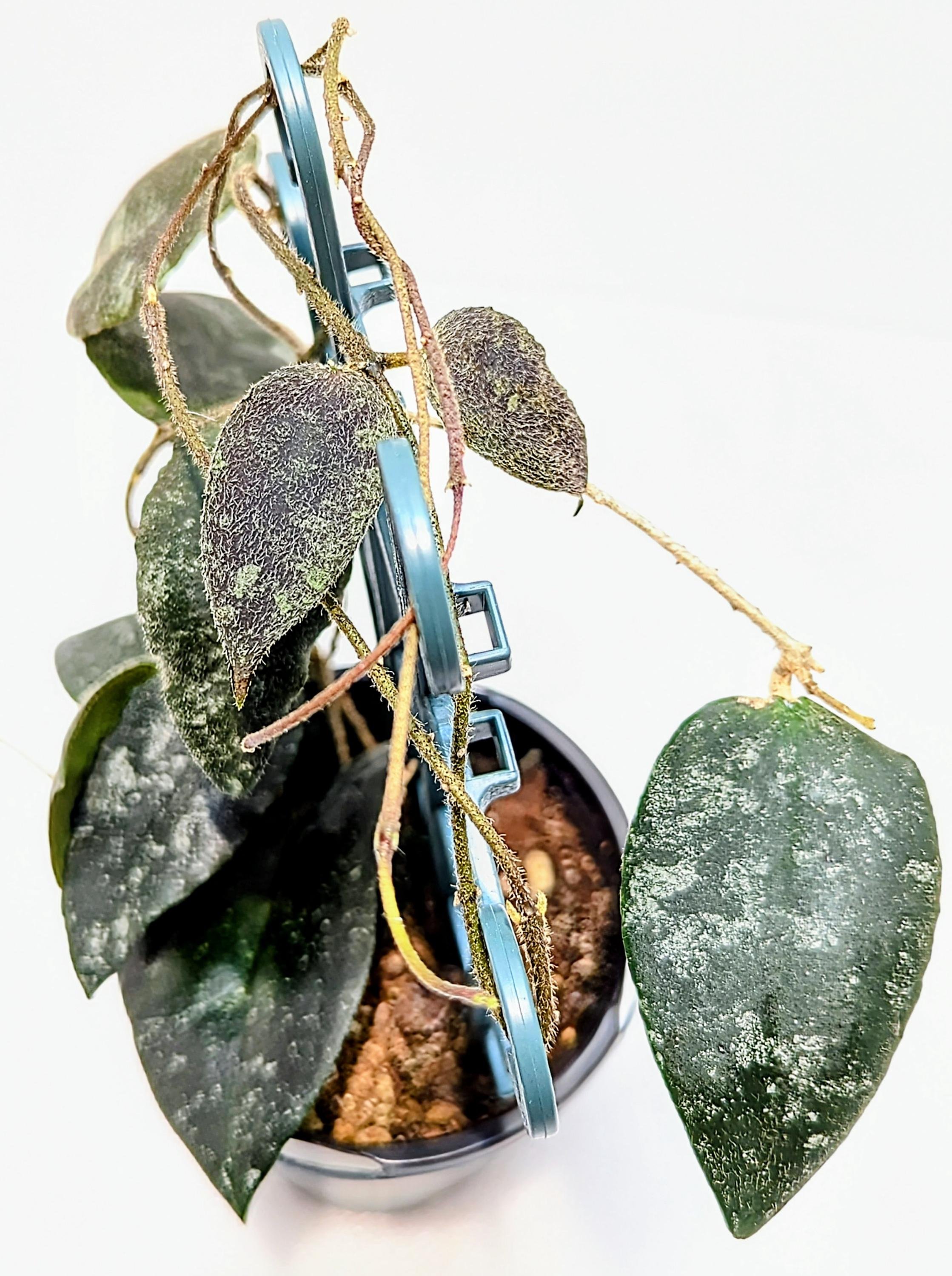 https://i.etsystatic.com/28792645/r/il/8b6388/6465113168/il_fullxfull.6465113168_s6da.jpg