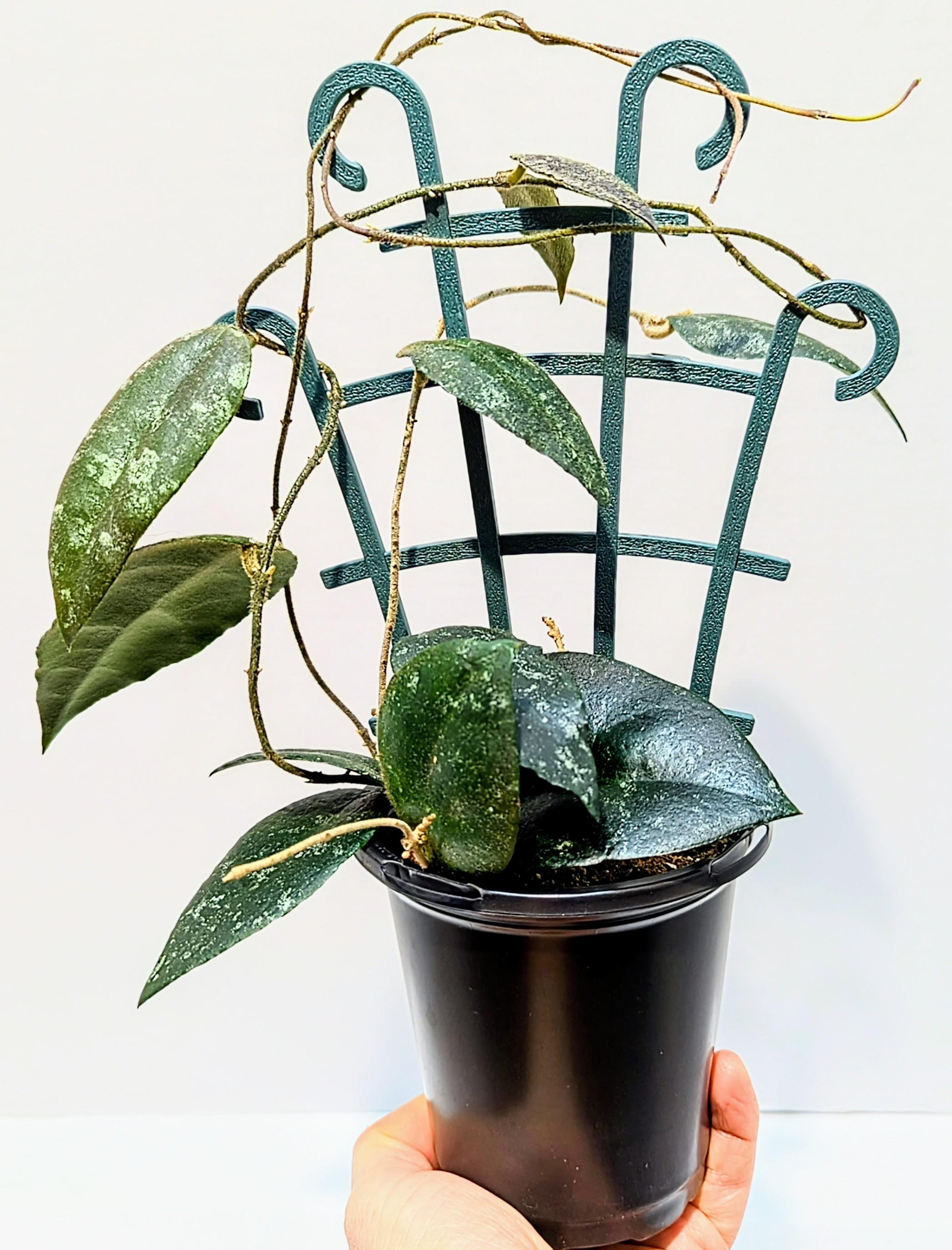 https://i.etsystatic.com/28792645/r/il/214d8e/6465113624/il_fullxfull.6465113624_frlv.jpg