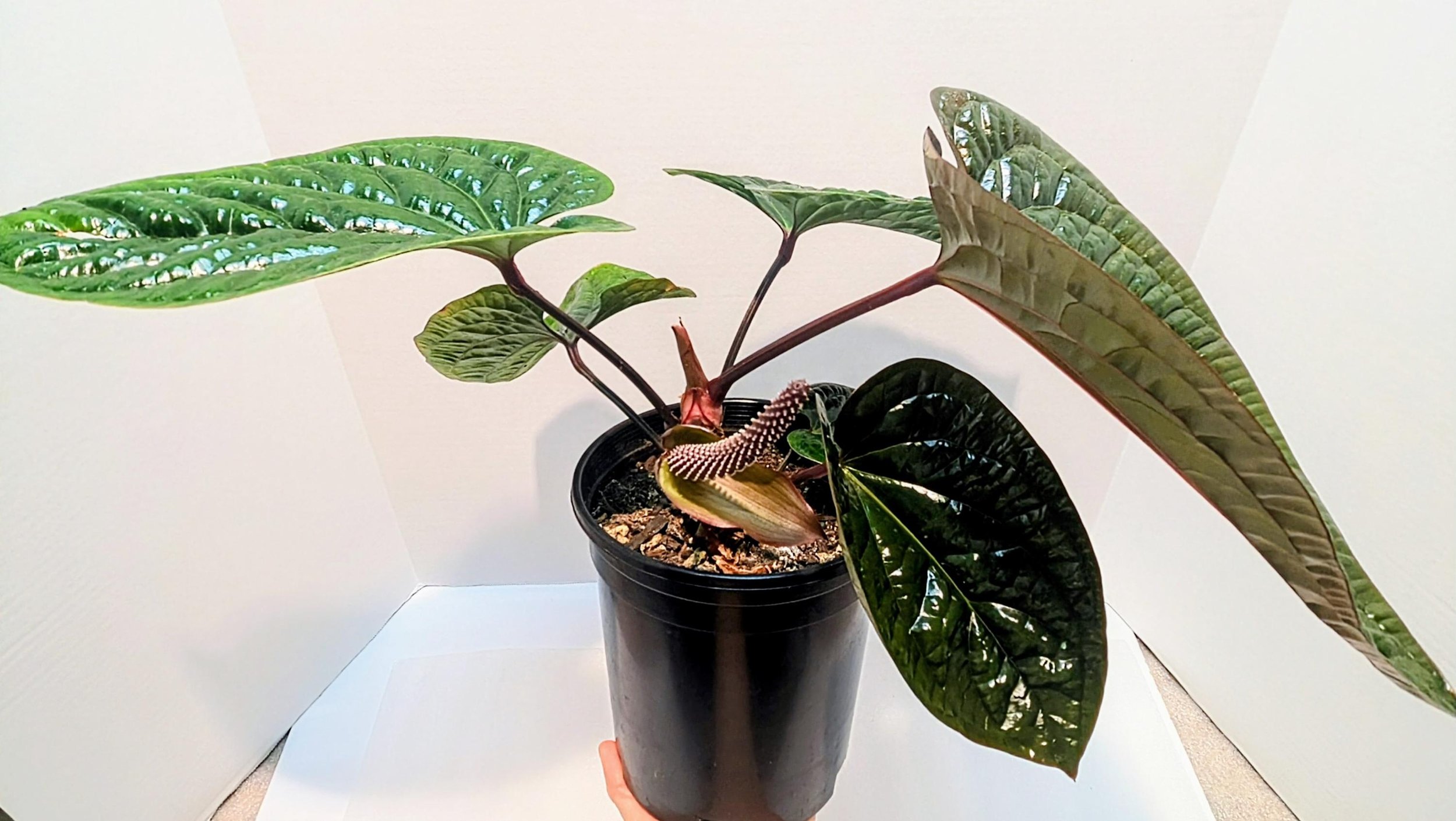 https://i.etsystatic.com/28792645/r/il/2ad37b/6486438125/il_fullxfull.6486438125_6bxn.jpg