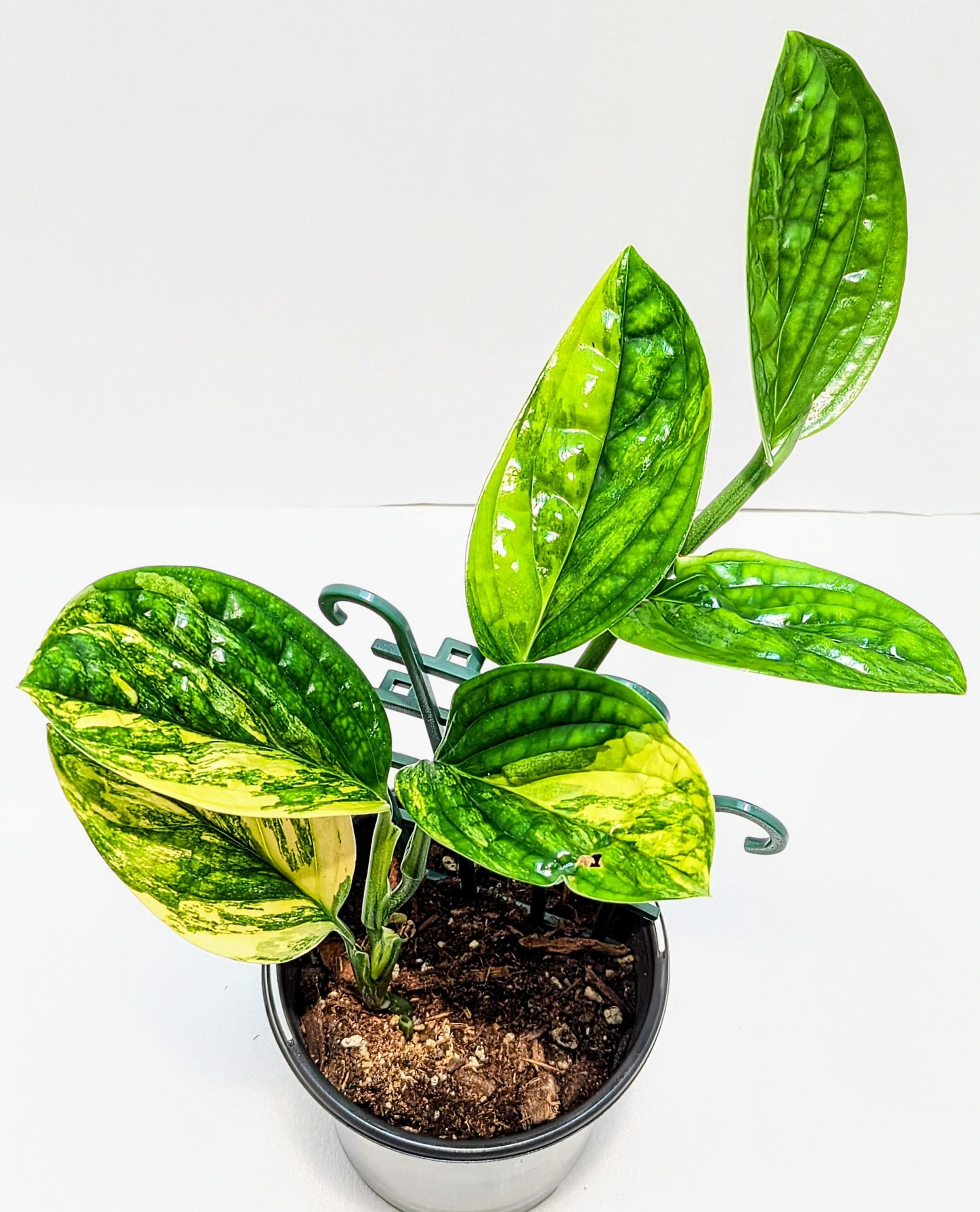 https://i.etsystatic.com/28792645/r/il/535908/6427318997/il_fullxfull.6427318997_qz27.jpg