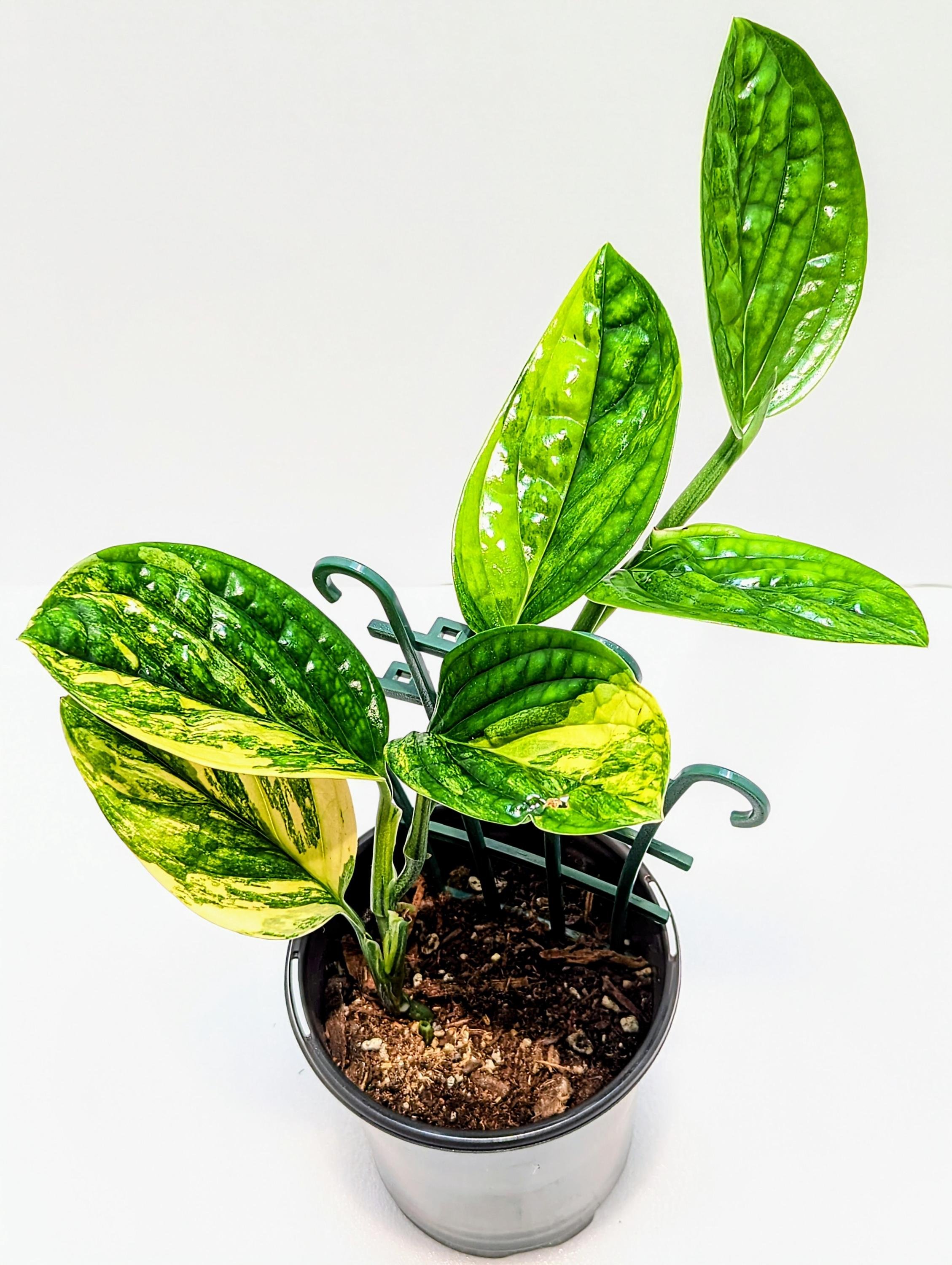 https://i.etsystatic.com/28792645/r/il/72022d/6379232858/il_fullxfull.6379232858_lci6.jpg