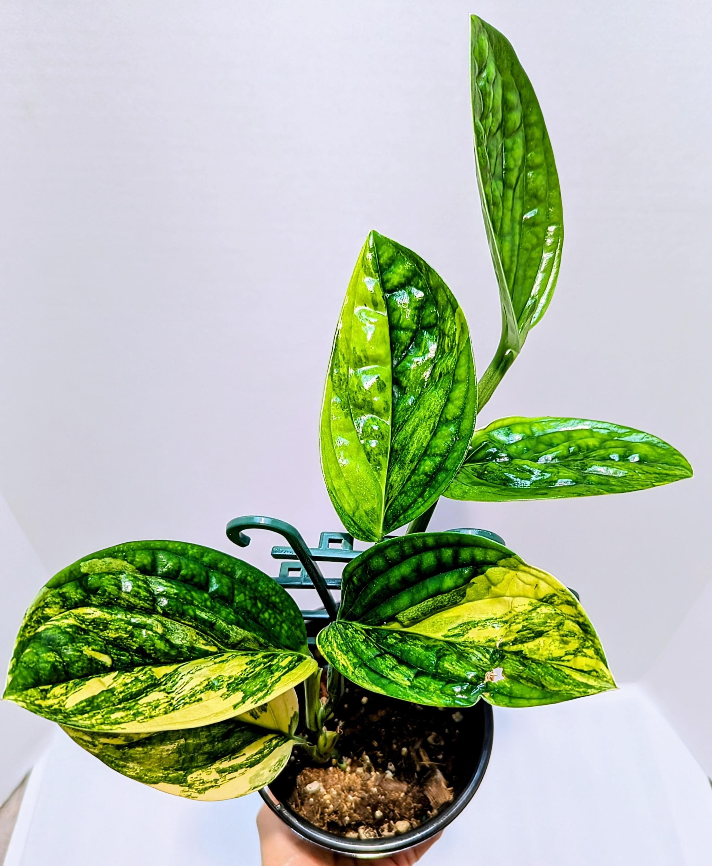 https://i.etsystatic.com/28792645/r/il/5def0a/6427319347/il_fullxfull.6427319347_in77.jpg