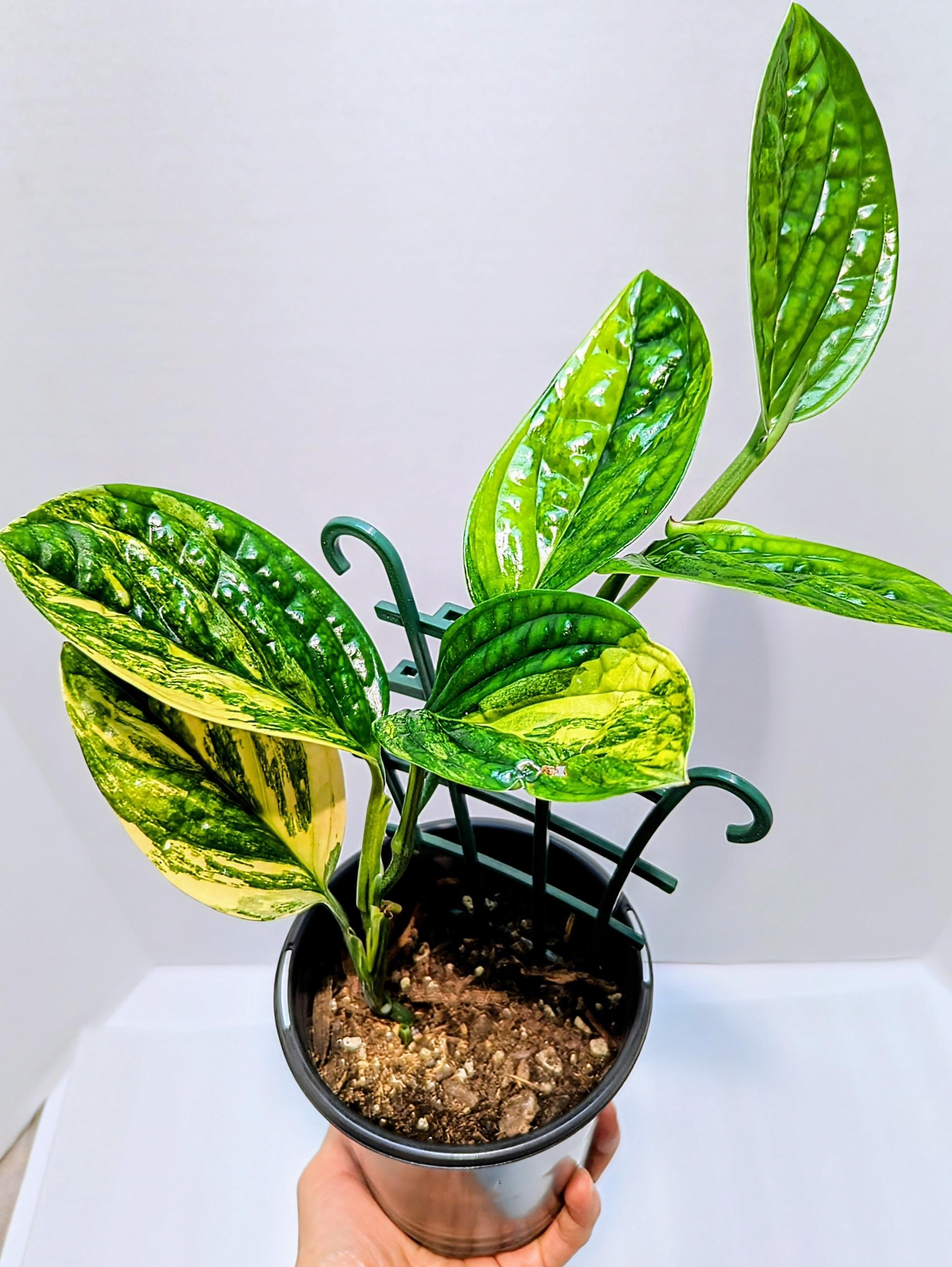 https://i.etsystatic.com/28792645/r/il/7c777d/6427319425/il_fullxfull.6427319425_sfm2.jpg