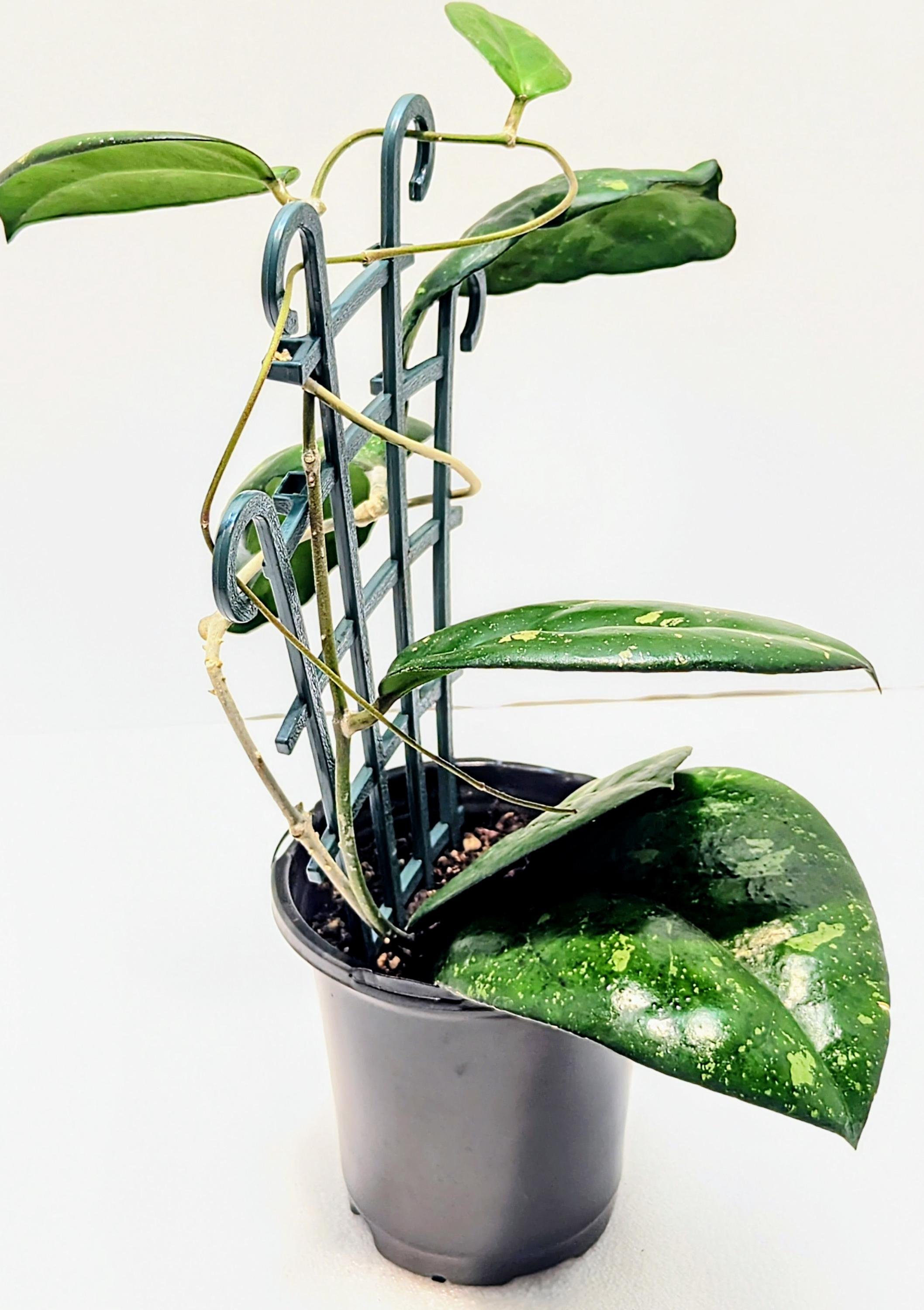 https://i.etsystatic.com/28792645/r/il/05b8bf/6437751008/il_fullxfull.6437751008_myac.jpg