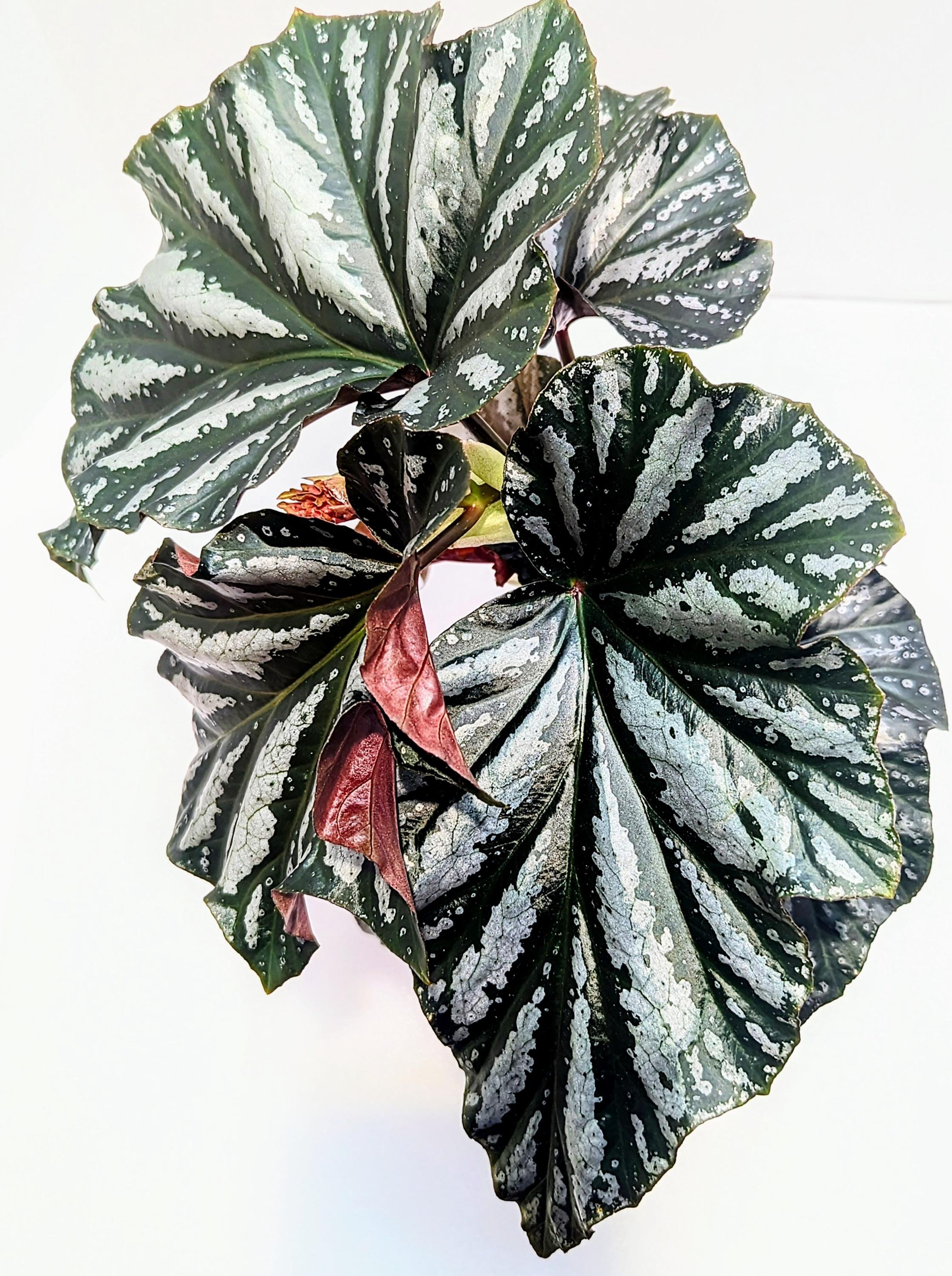 https://i.etsystatic.com/28792645/r/il/5d56b0/6405569160/il_fullxfull.6405569160_rdsl.jpg