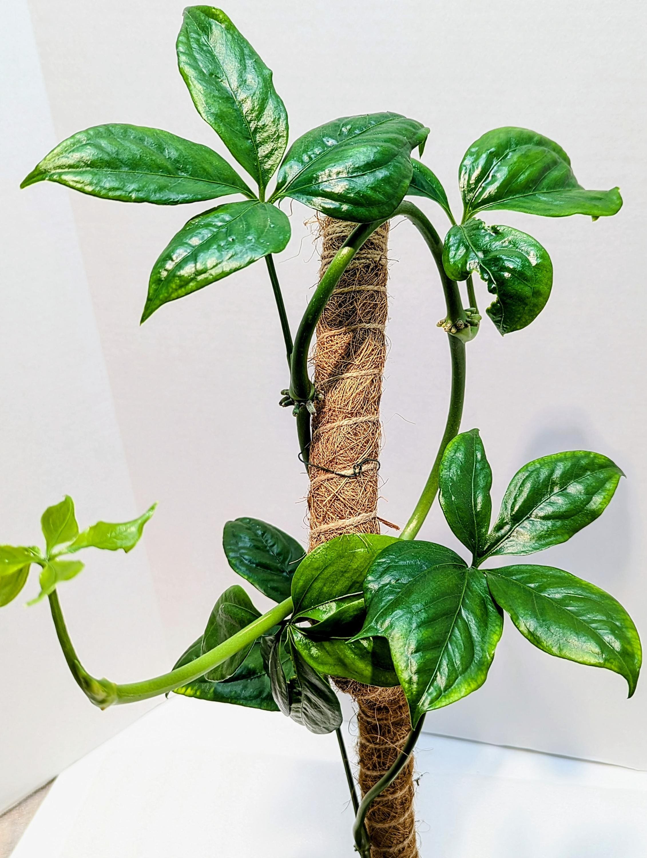 https://i.etsystatic.com/28792645/r/il/2d89cb/6400818062/il_fullxfull.6400818062_phxu.jpg