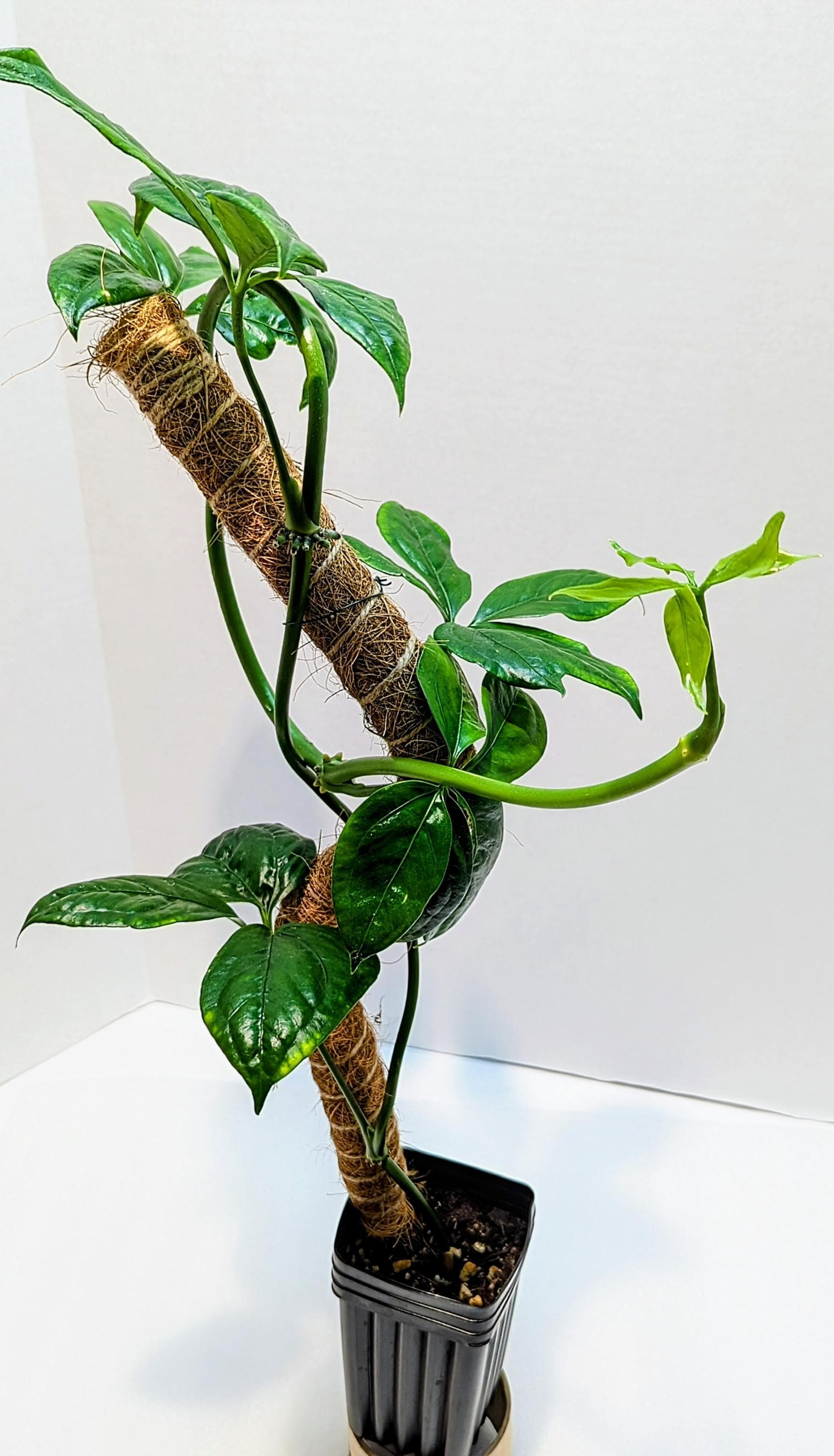 https://i.etsystatic.com/28792645/r/il/687279/6400818198/il_fullxfull.6400818198_cfu8.jpg