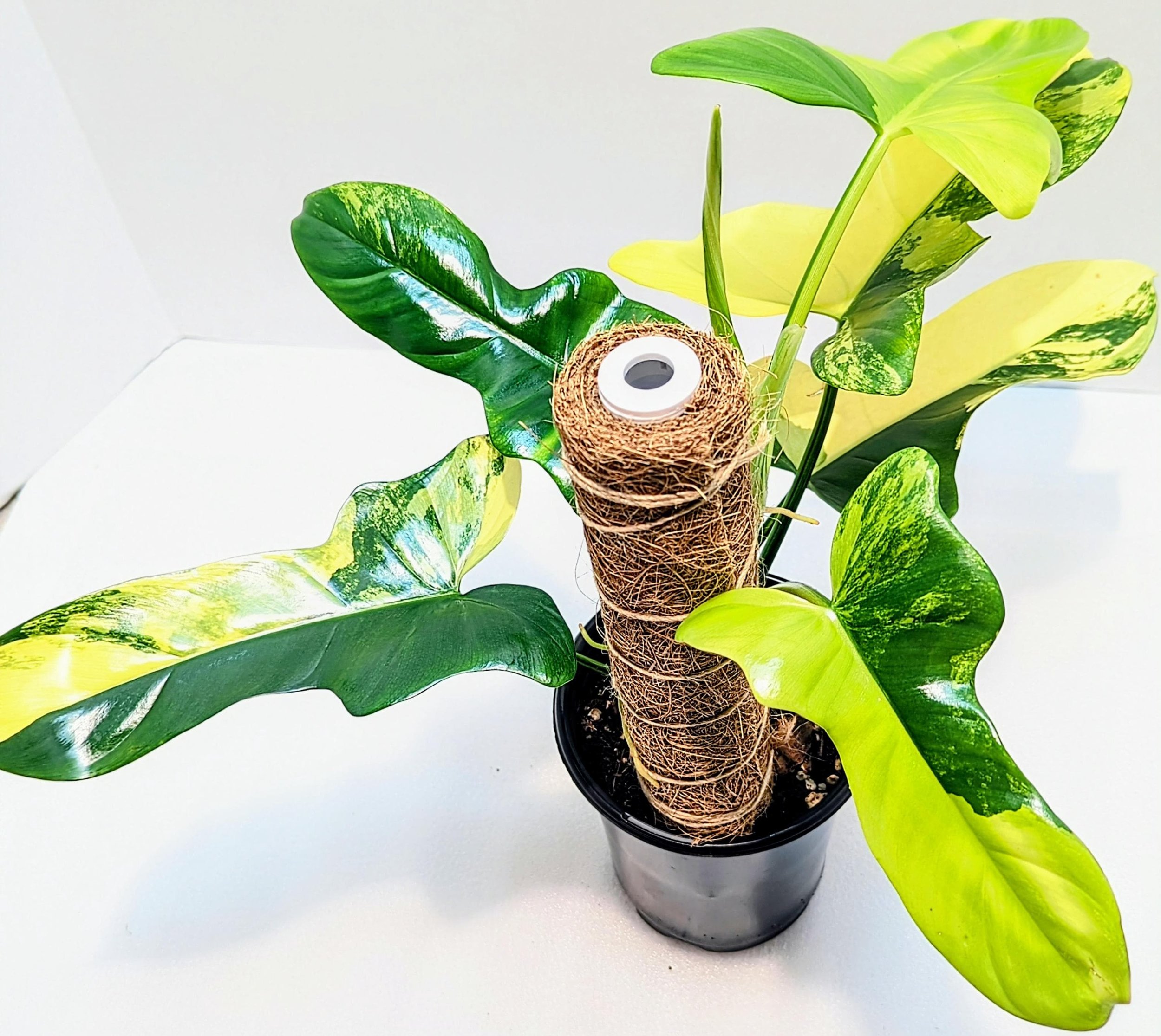https://i.etsystatic.com/28792645/r/il/16a9e9/6467845309/il_fullxfull.6467845309_pd6e.jpg