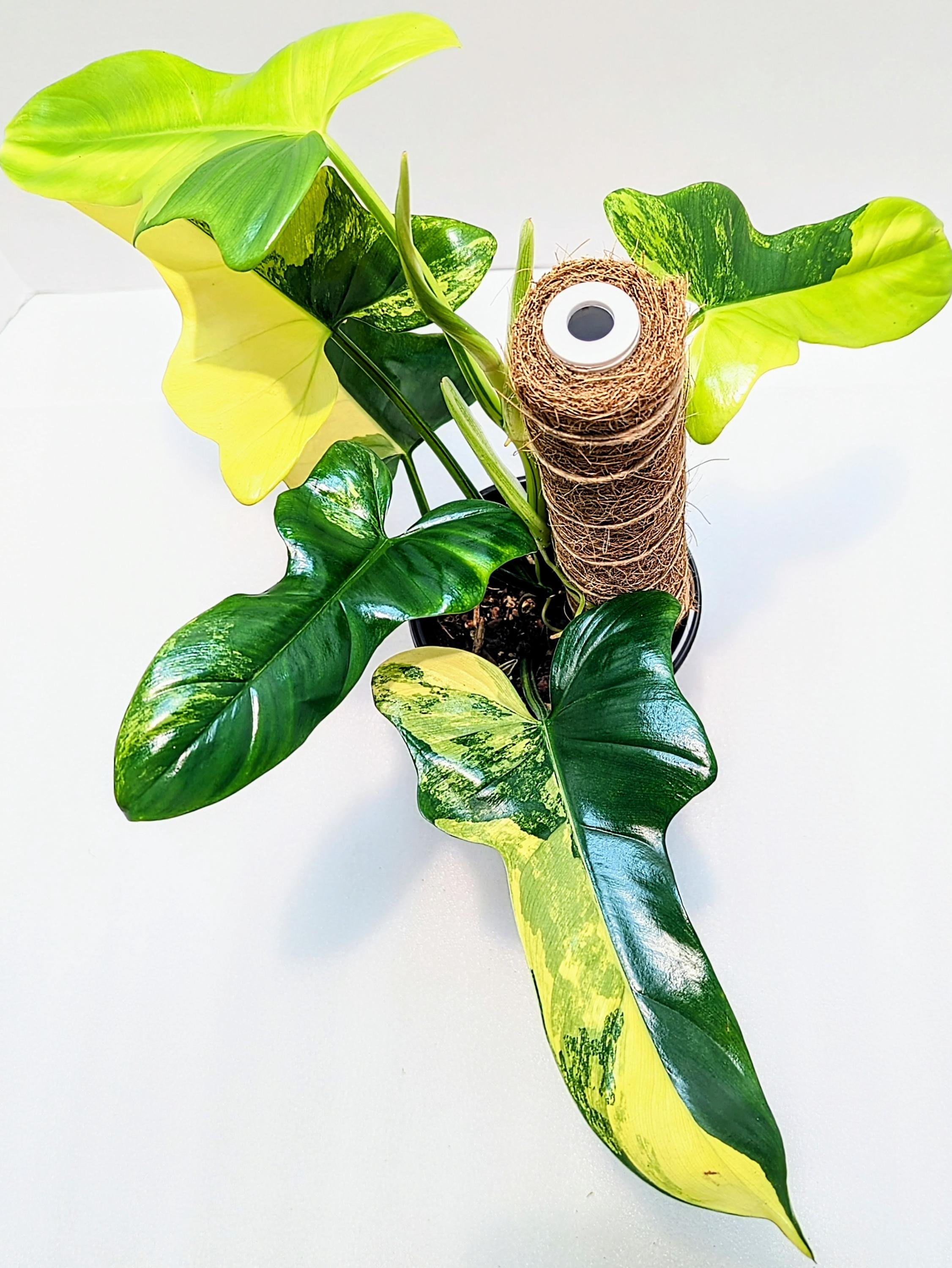 https://i.etsystatic.com/28792645/r/il/c4df5c/6467845183/il_fullxfull.6467845183_ldbk.jpg