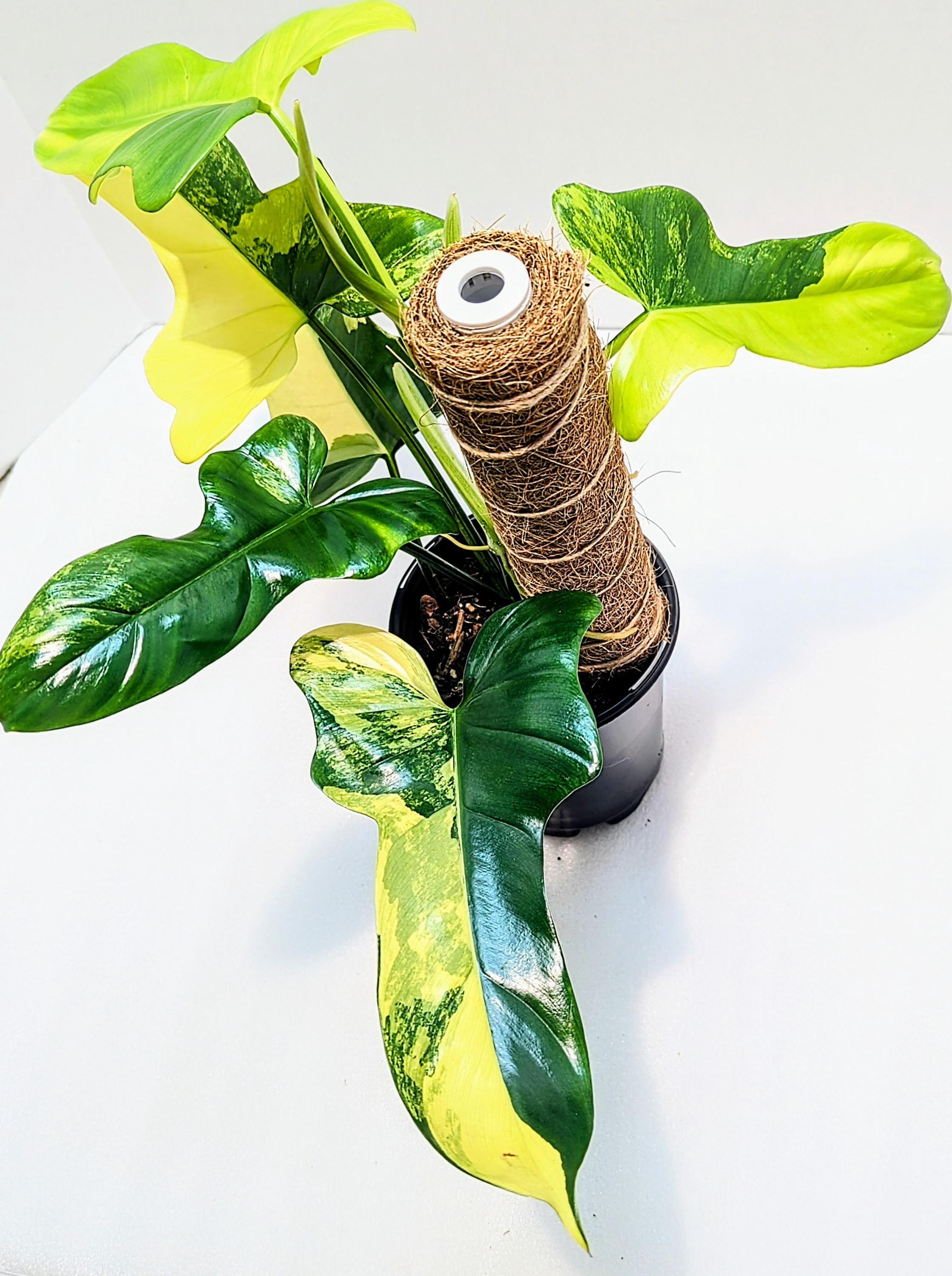 https://i.etsystatic.com/28792645/r/il/171f0d/6469589613/il_fullxfull.6469589613_1wwu.jpg