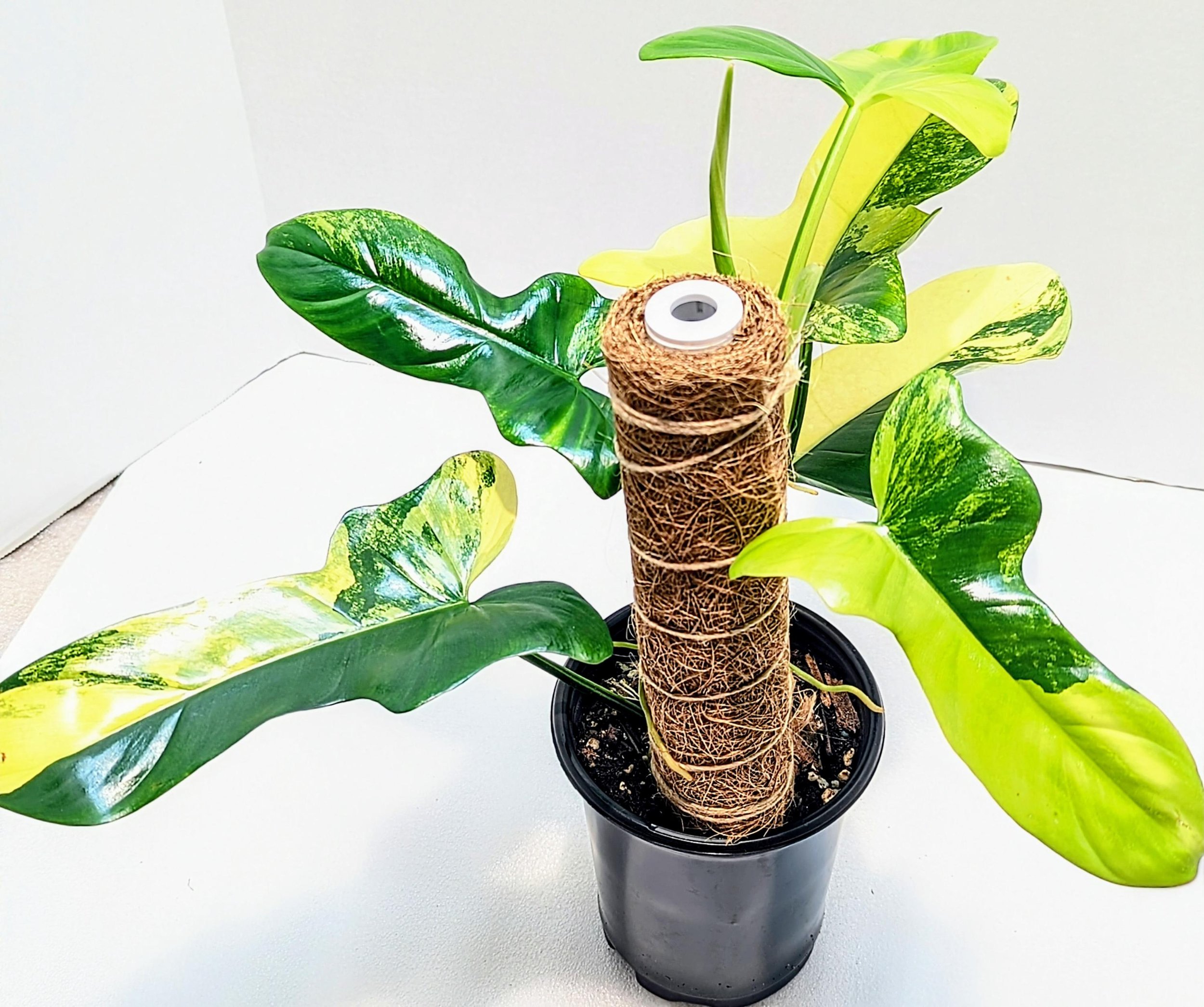 https://i.etsystatic.com/28792645/r/il/761c13/6467845601/il_fullxfull.6467845601_gimy.jpg