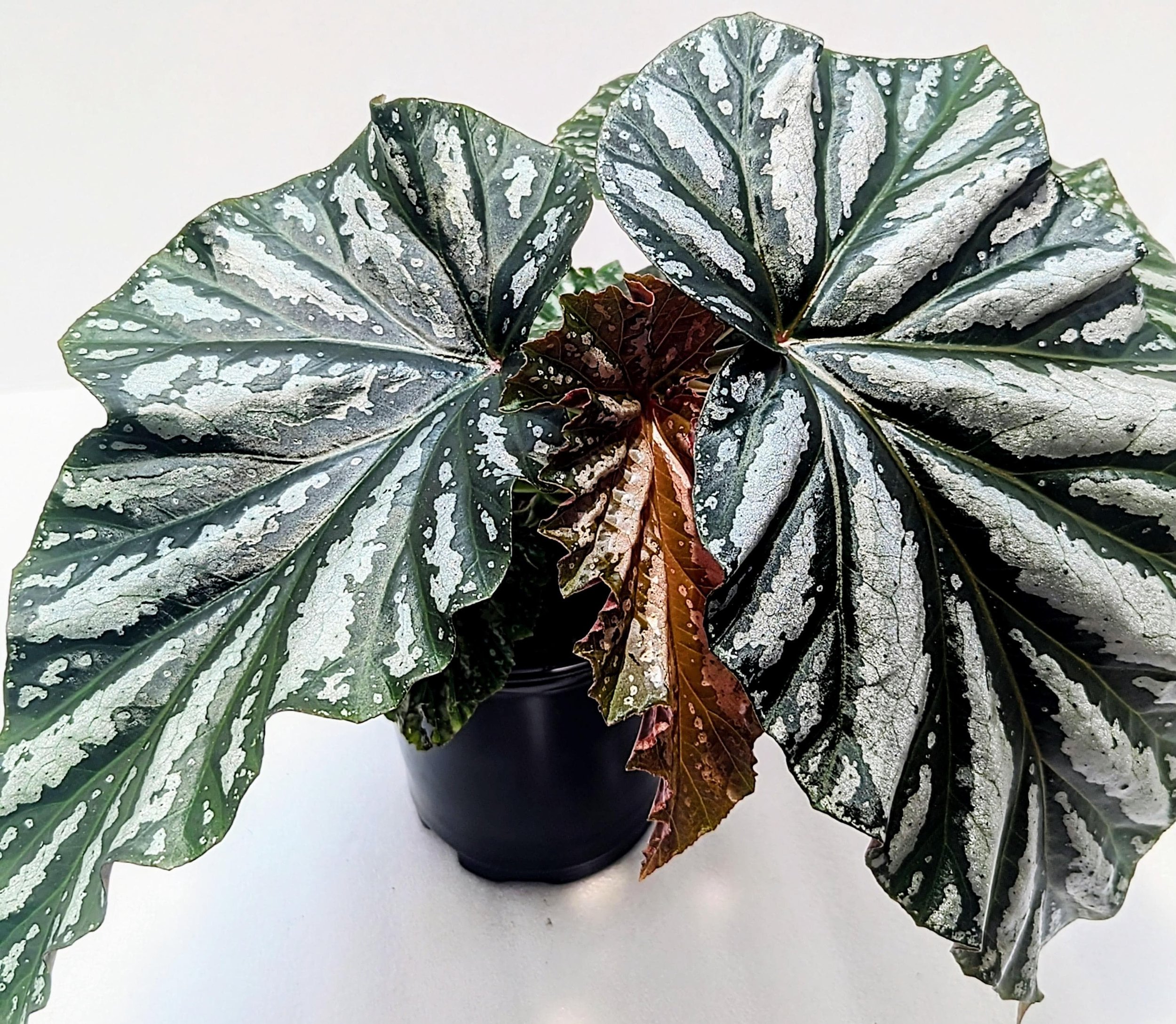 https://i.etsystatic.com/28792645/r/il/950998/6453633681/il_fullxfull.6453633681_hr7k.jpg