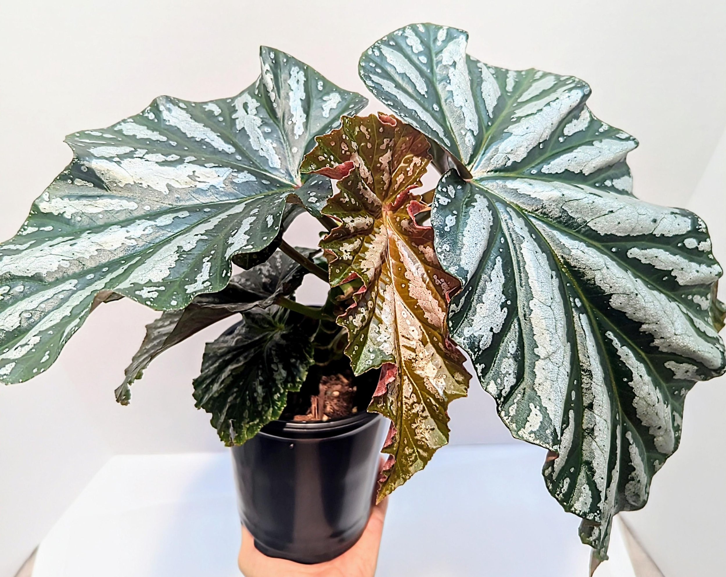 https://i.etsystatic.com/28792645/r/il/a0bf8a/6453634173/il_fullxfull.6453634173_c83h.jpg