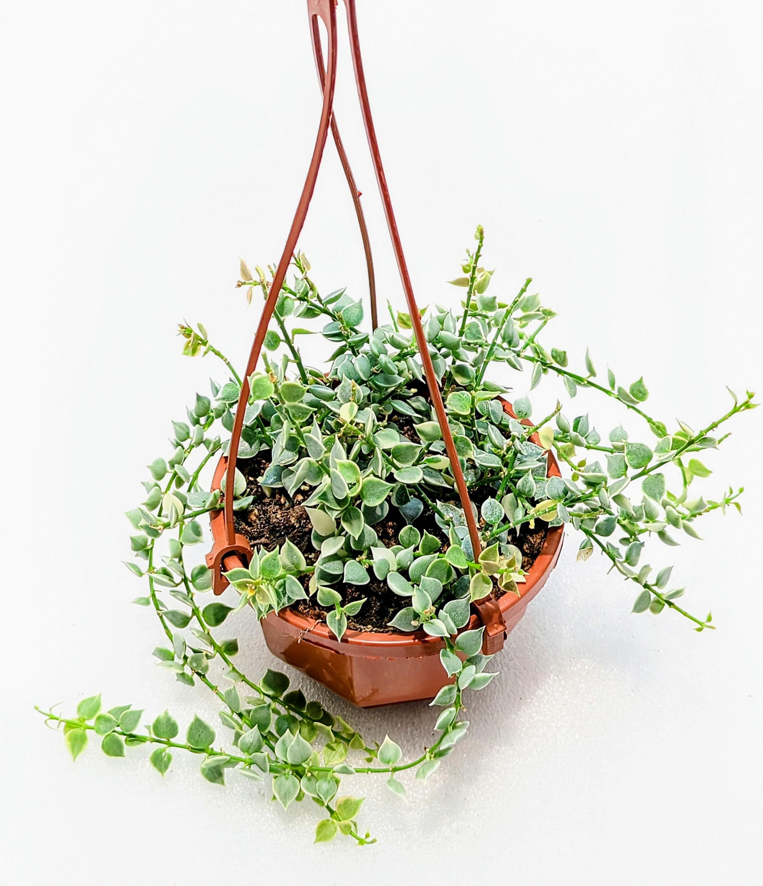 https://i.etsystatic.com/28792645/r/il/4fbac5/6481851163/il_fullxfull.6481851163_15wz.jpg
