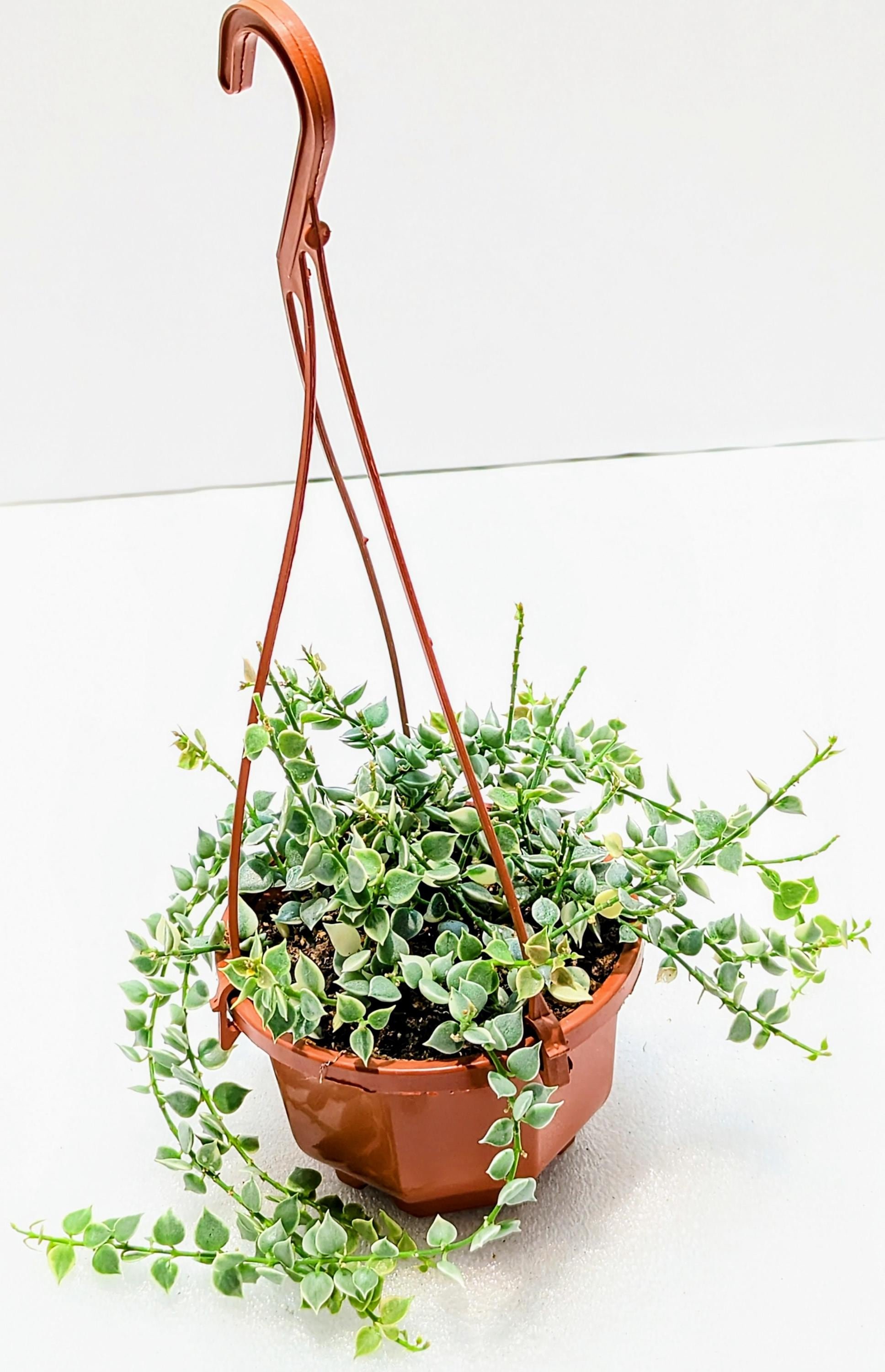https://i.etsystatic.com/28792645/r/il/3c64bc/6481851247/il_fullxfull.6481851247_hbpc.jpg