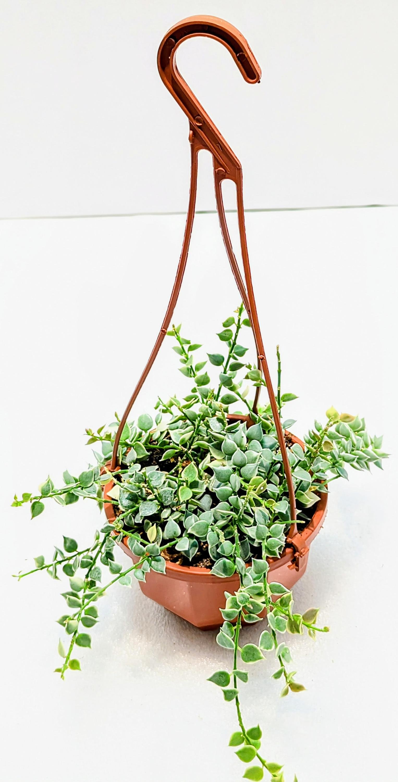 https://i.etsystatic.com/28792645/r/il/8297c2/6433750058/il_fullxfull.6433750058_j4t4.jpg