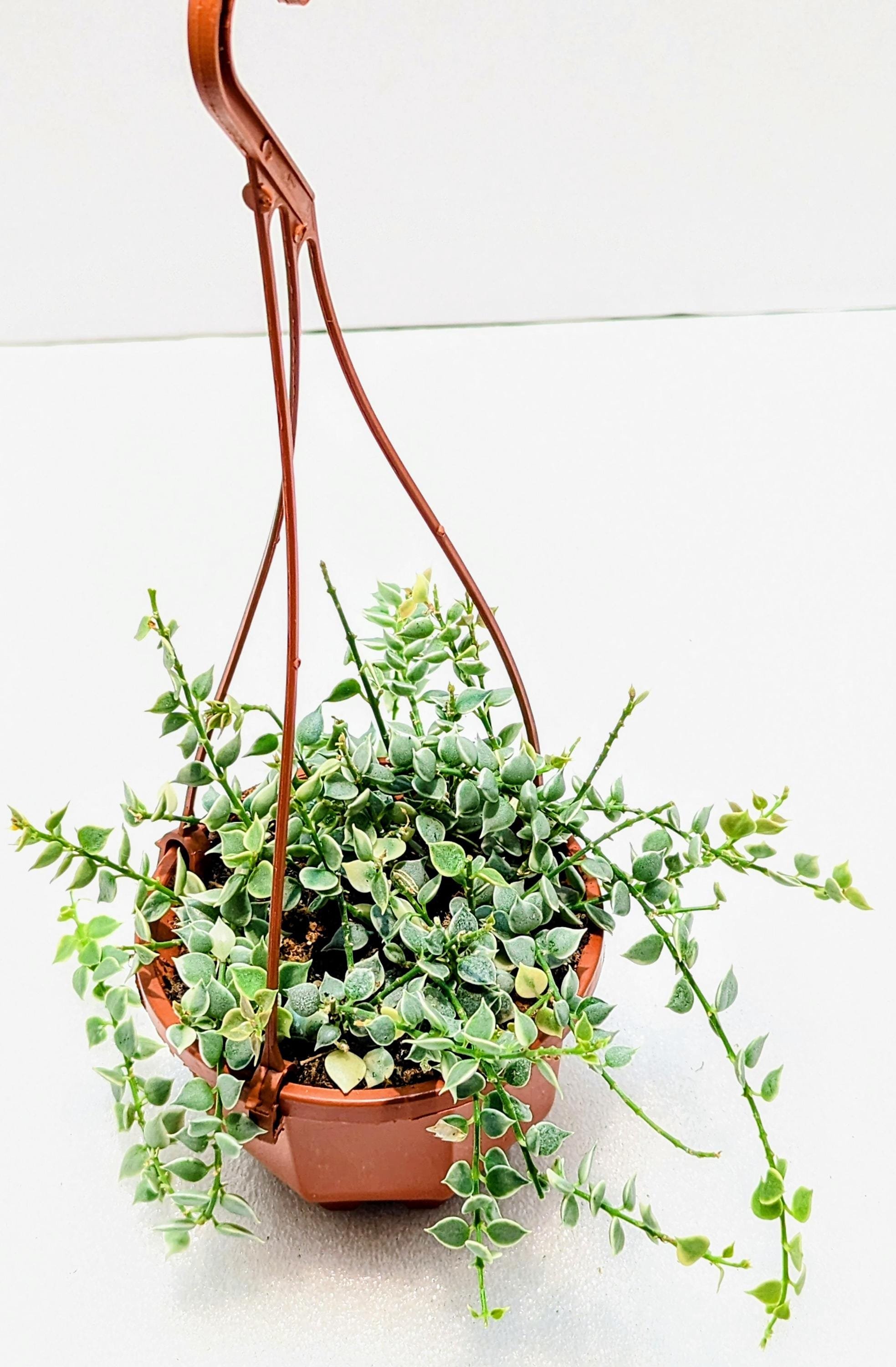 https://i.etsystatic.com/28792645/r/il/330d08/6481851453/il_fullxfull.6481851453_d296.jpg