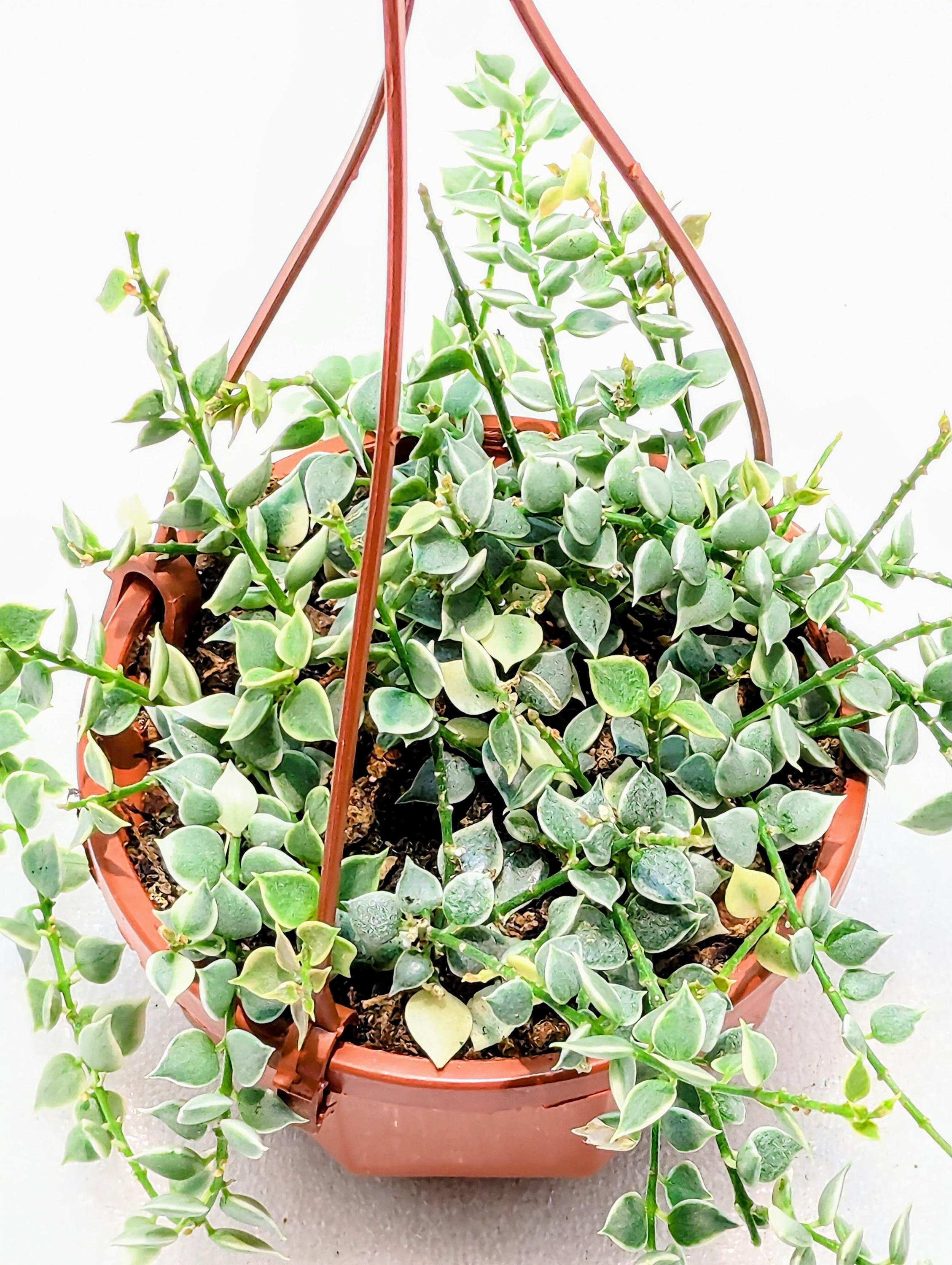 https://i.etsystatic.com/28792645/r/il/3c42ee/6481851521/il_fullxfull.6481851521_rxvy.jpg
