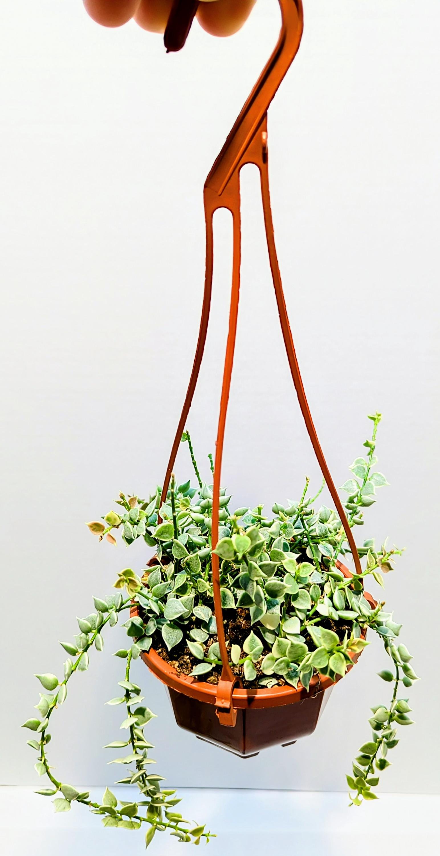 https://i.etsystatic.com/28792645/r/il/d7d6db/6433750356/il_fullxfull.6433750356_tvx5.jpg
