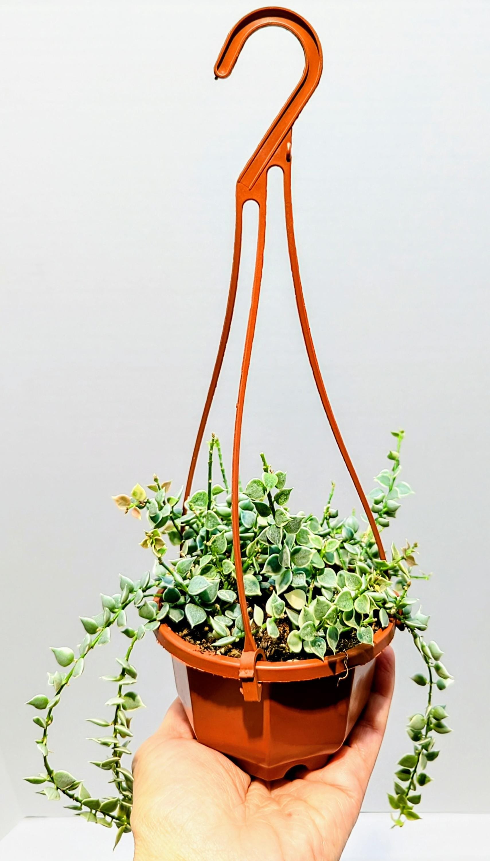 https://i.etsystatic.com/28792645/r/il/9da658/6433750428/il_fullxfull.6433750428_1hwa.jpg
