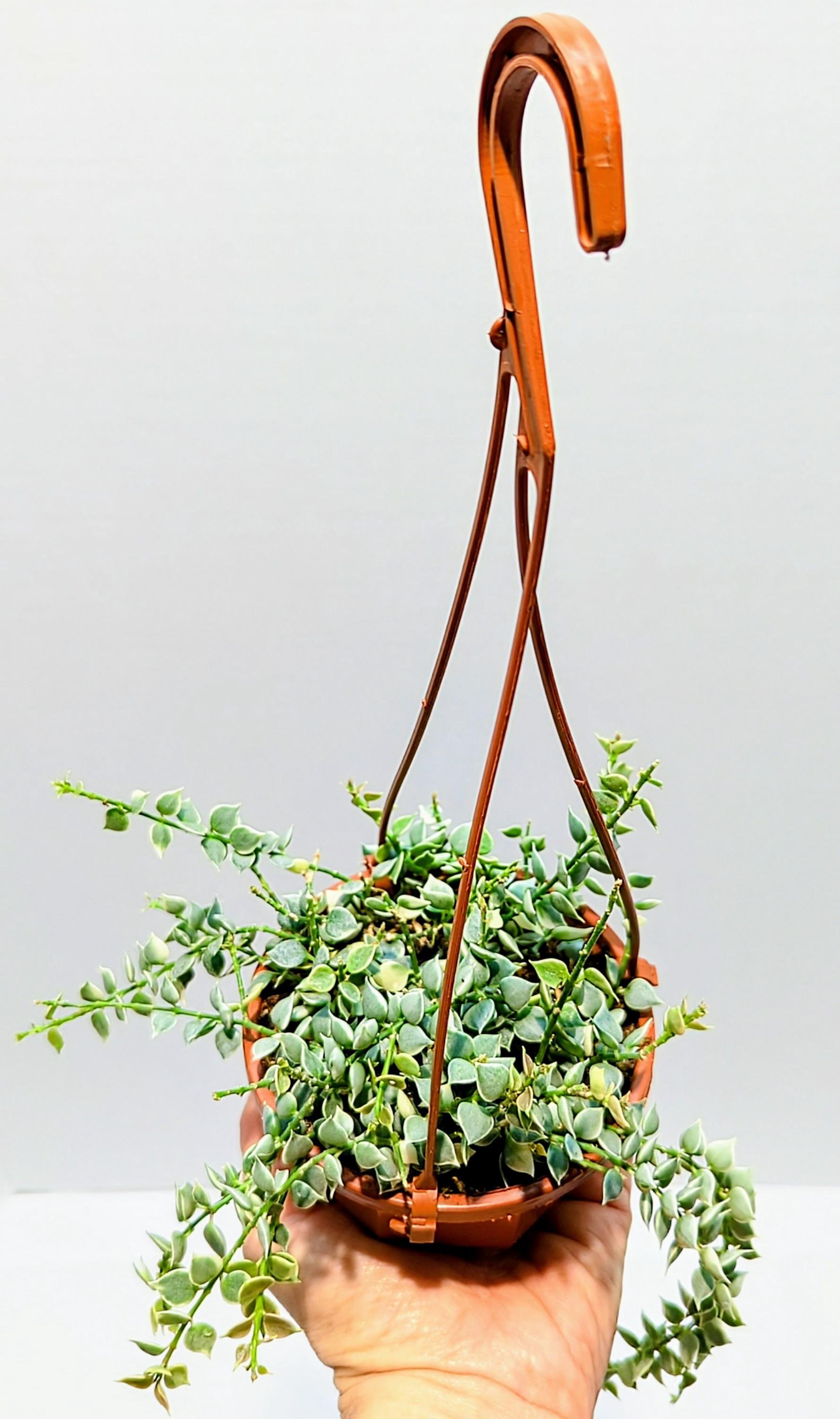 https://i.etsystatic.com/28792645/r/il/79a3bb/6433754326/il_fullxfull.6433754326_qll5.jpg