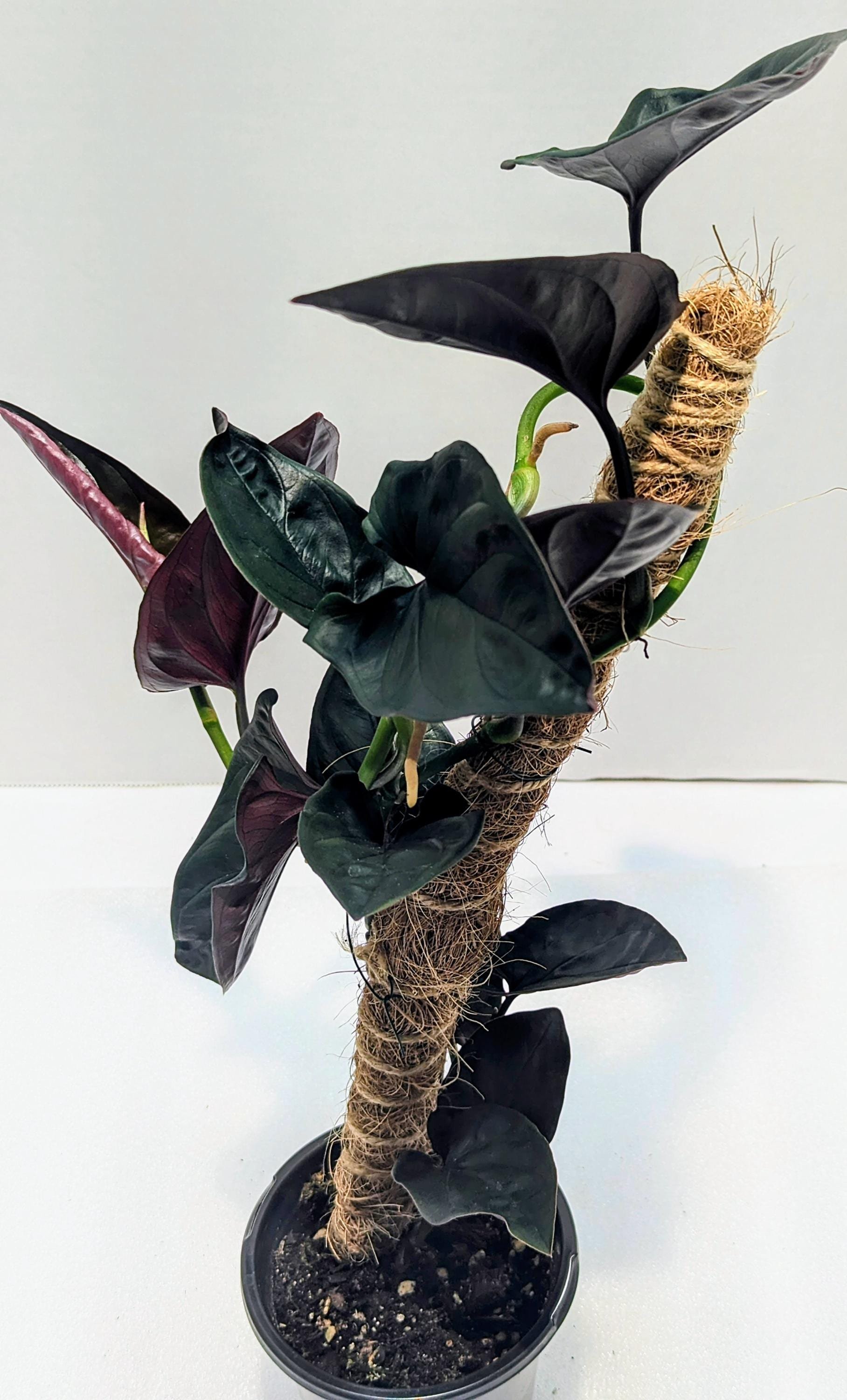 https://i.etsystatic.com/28792645/r/il/5ddfeb/6405762652/il_fullxfull.6405762652_au4n.jpg