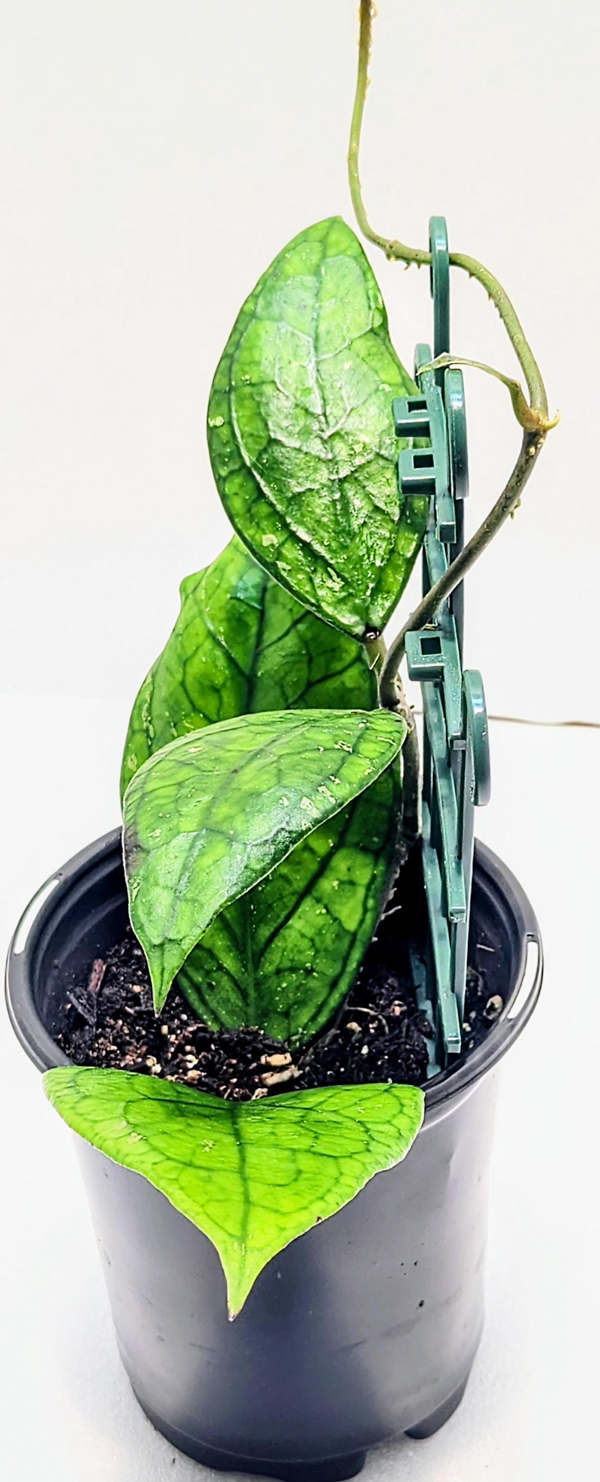 https://i.etsystatic.com/28792645/r/il/f7b383/6429488875/il_fullxfull.6429488875_5t4r.jpg