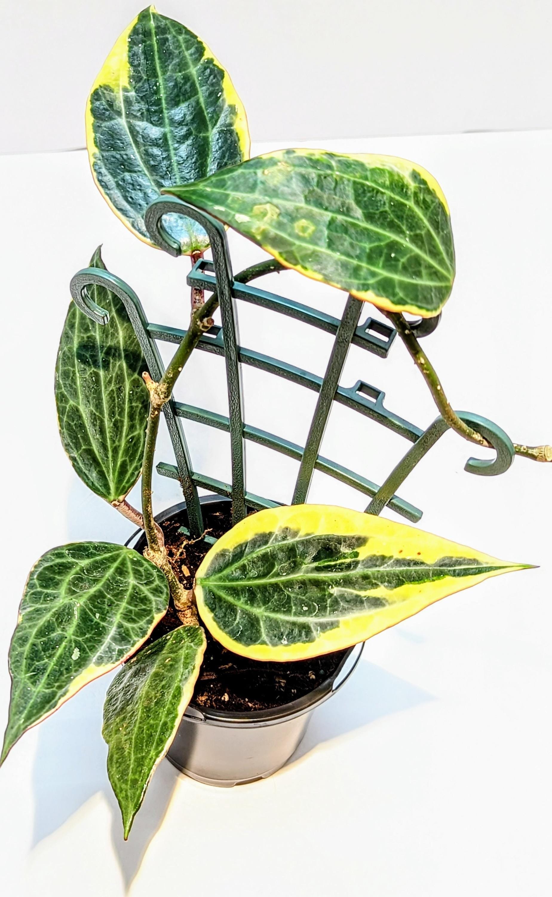 https://i.etsystatic.com/28792645/r/il/146e42/6317818049/il_fullxfull.6317818049_bpjh.jpg