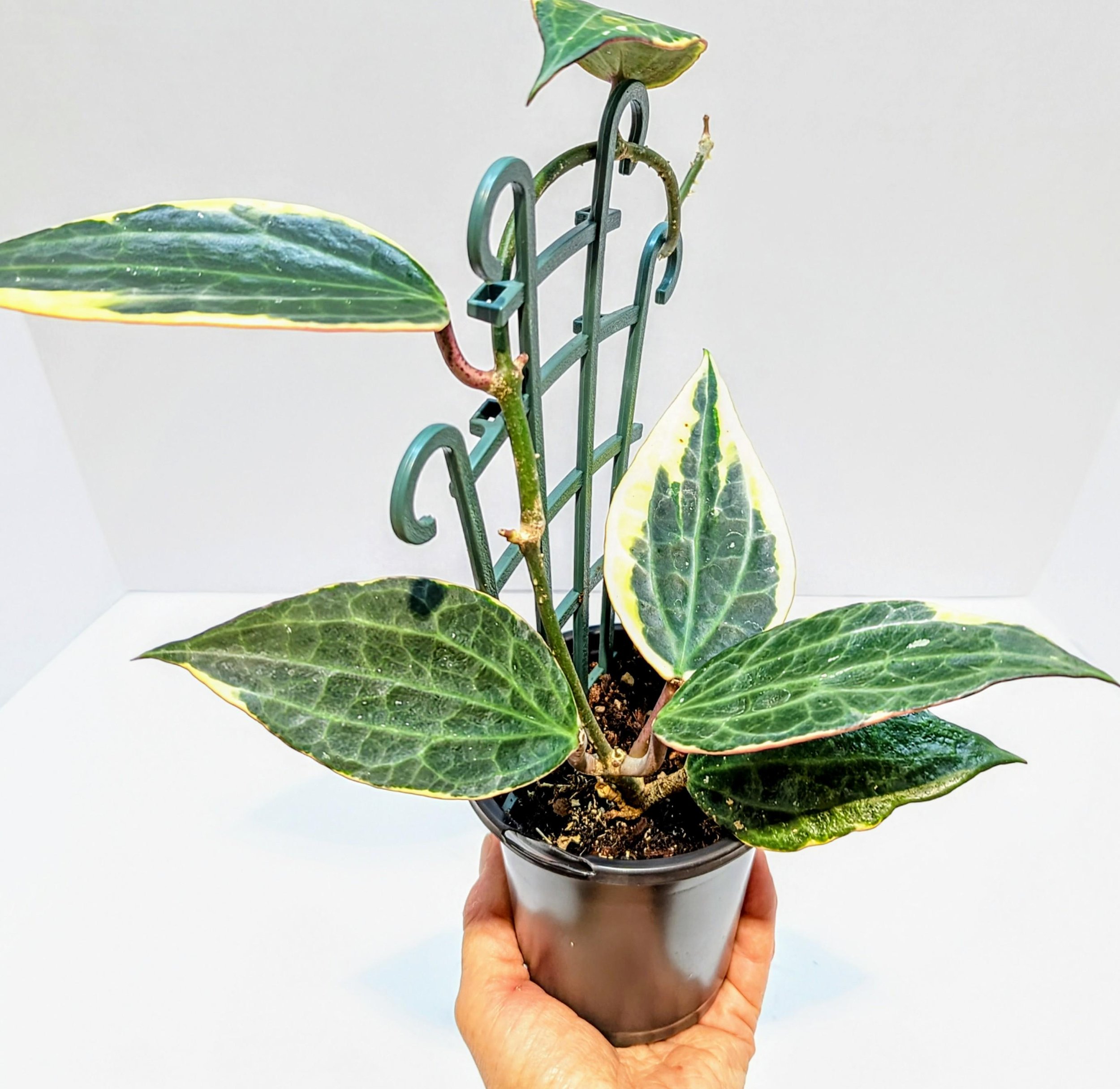 https://i.etsystatic.com/28792645/r/il/9f1bc7/6269461214/il_fullxfull.6269461214_ng72.jpg