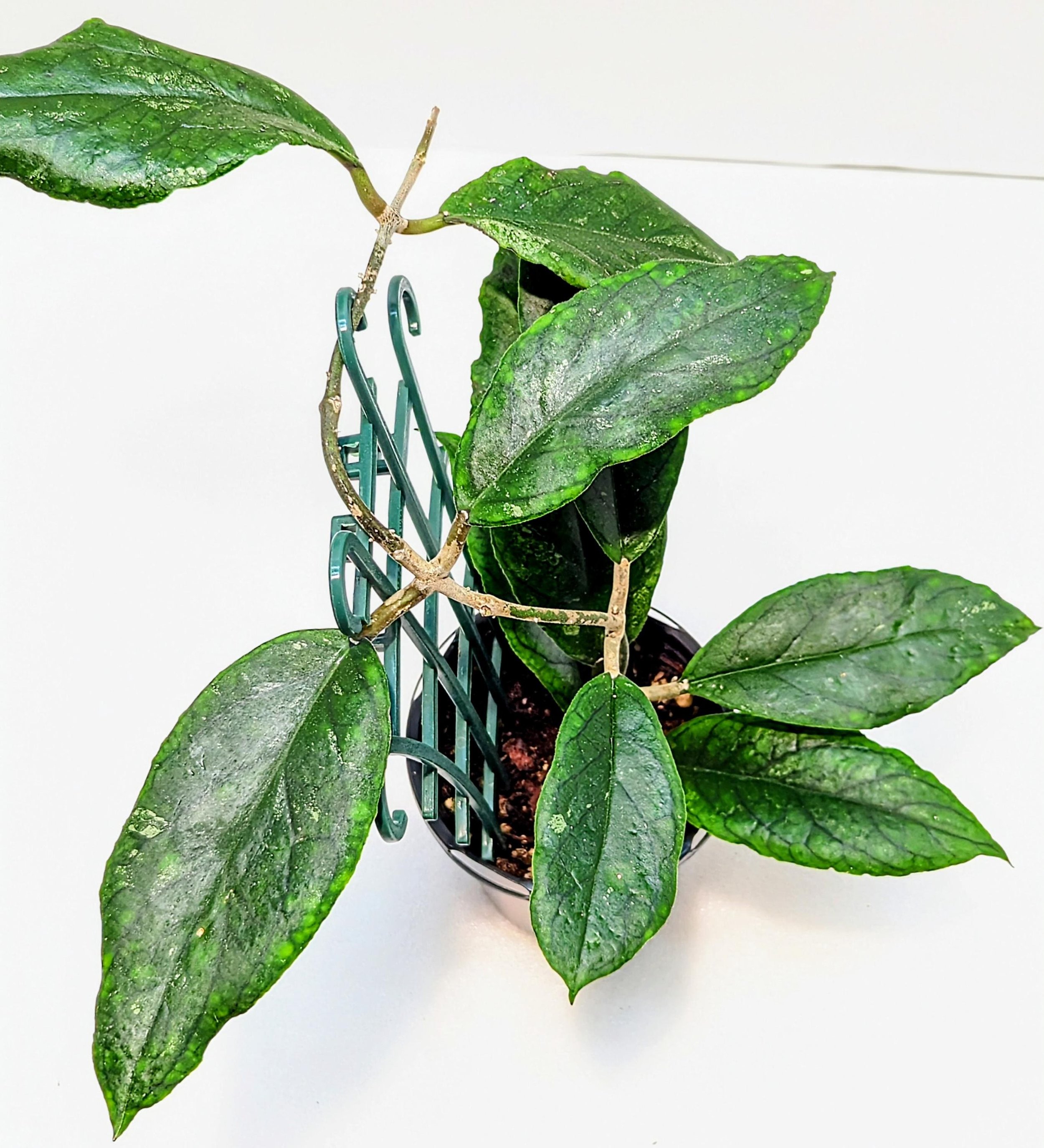 https://i.etsystatic.com/28792645/r/il/e7745c/6449114417/il_fullxfull.6449114417_8yyg.jpg