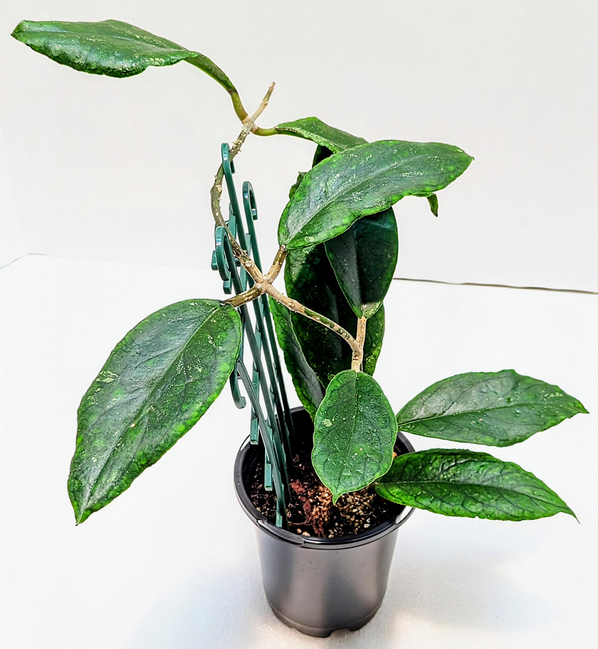 https://i.etsystatic.com/28792645/r/il/3aebee/6449114521/il_fullxfull.6449114521_deei.jpg