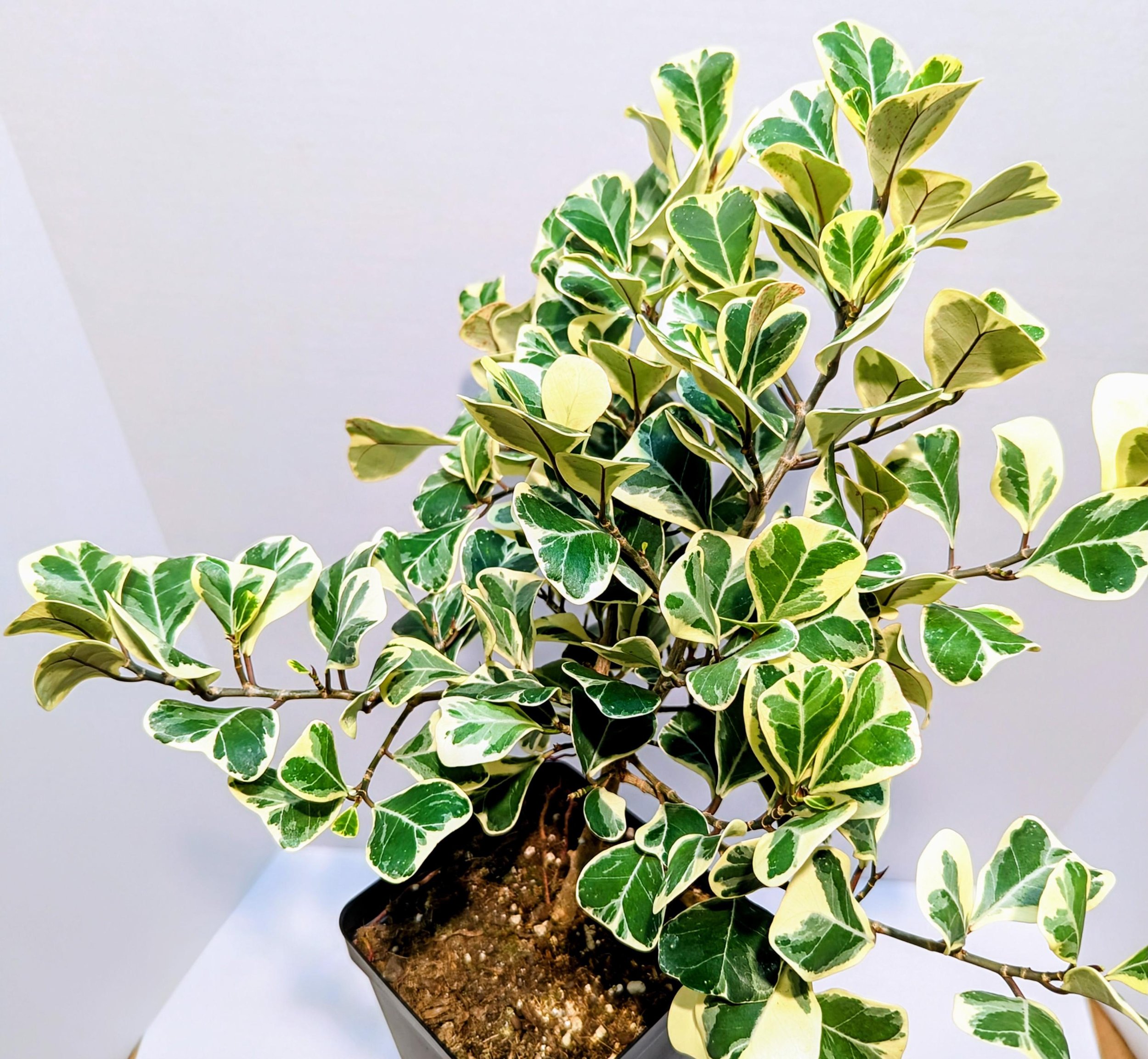 https://i.etsystatic.com/28792645/r/il/53bc9f/6296017180/il_fullxfull.6296017180_ci74.jpg