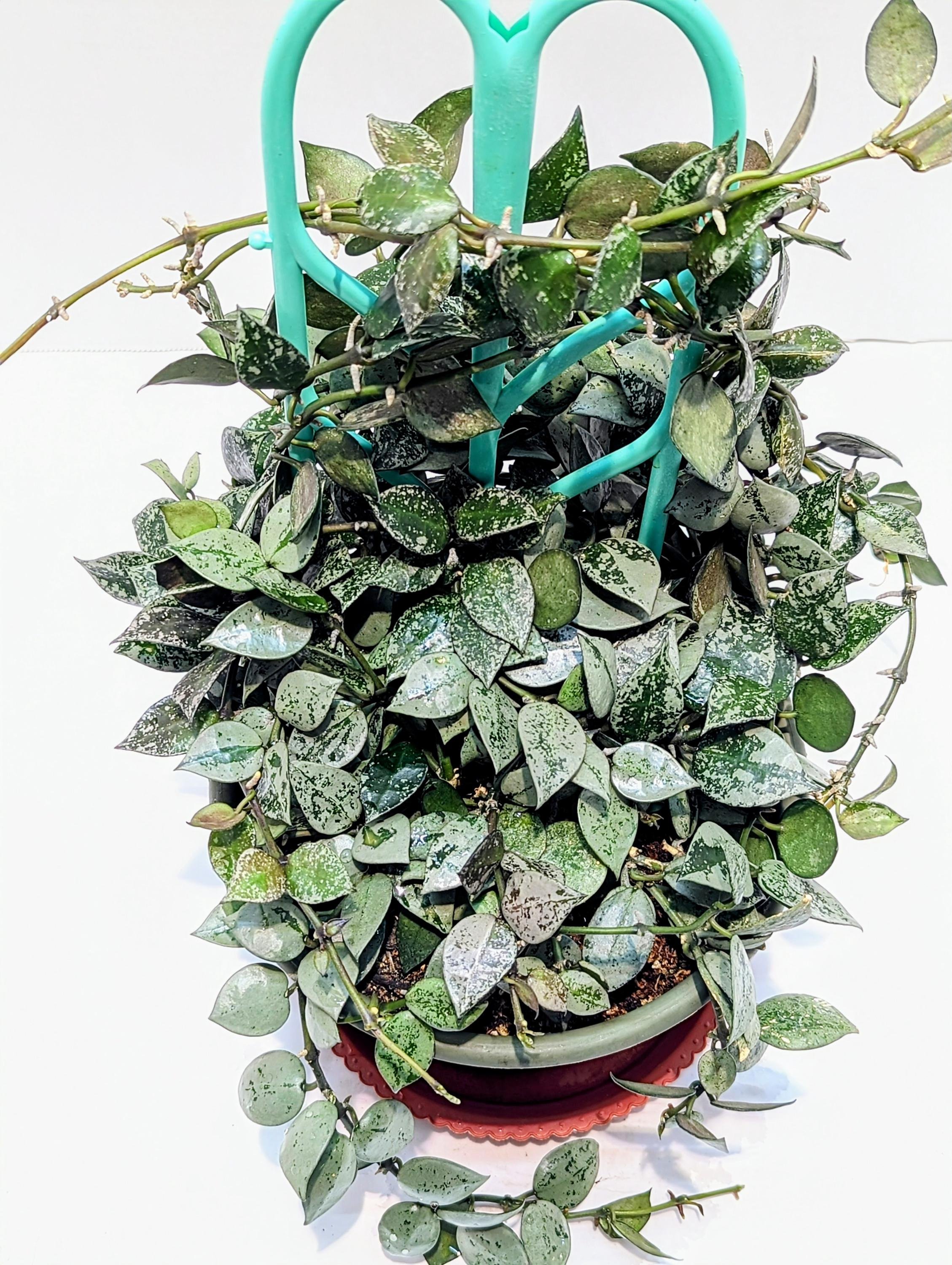https://i.etsystatic.com/28792645/r/il/0ac0eb/6385275929/il_fullxfull.6385275929_ayik.jpg