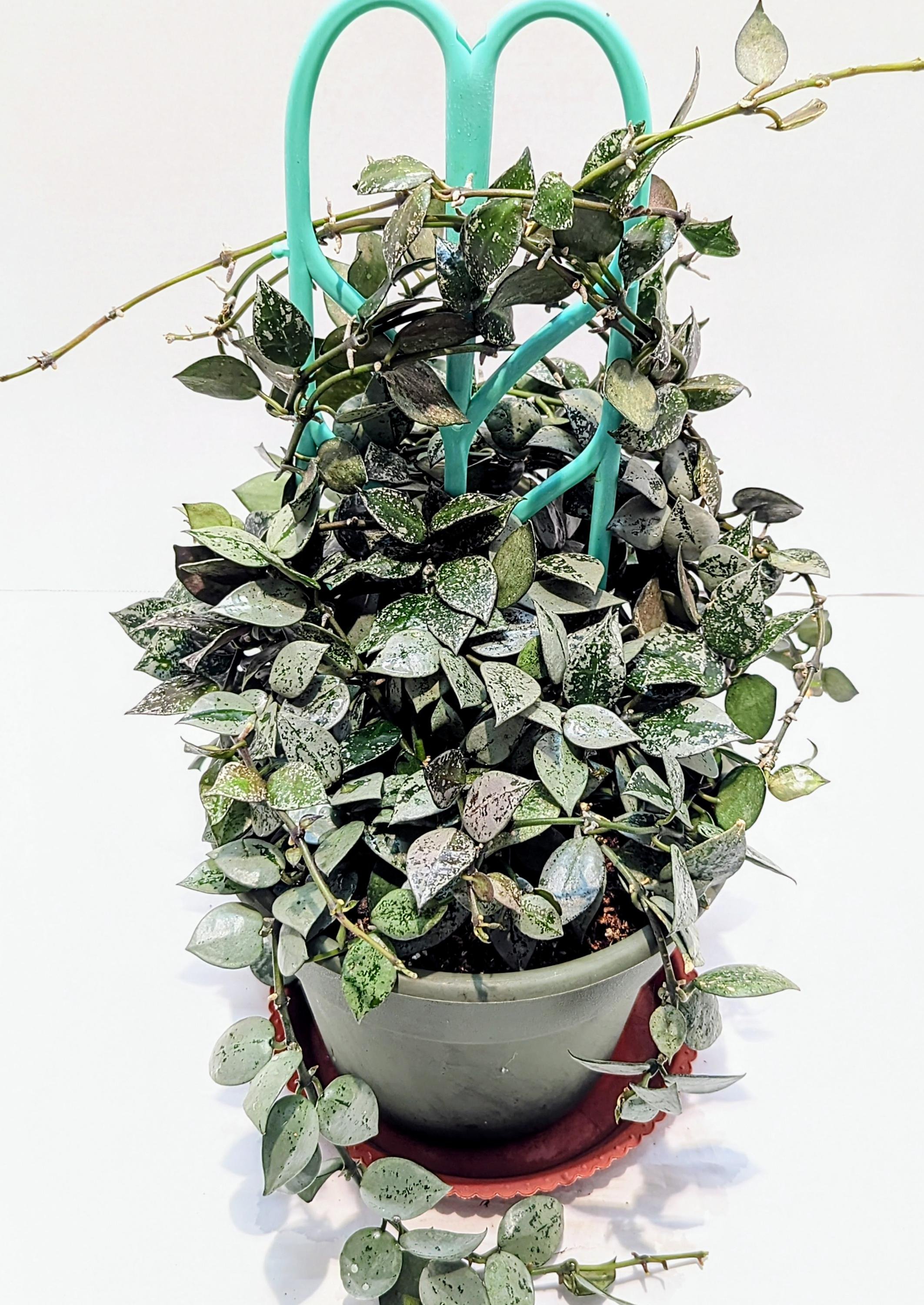 https://i.etsystatic.com/28792645/r/il/2216de/6385275855/il_fullxfull.6385275855_lji1.jpg