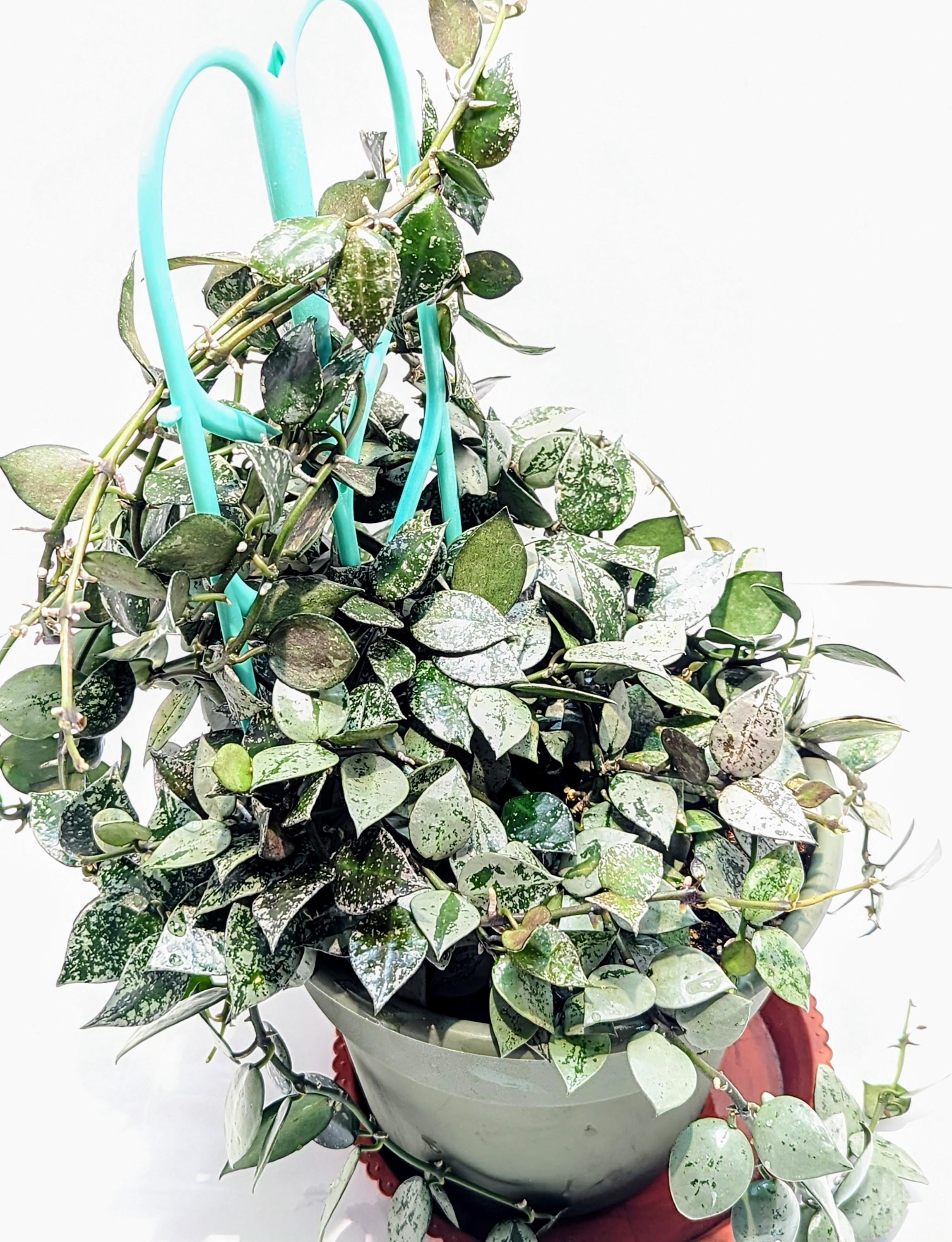 https://i.etsystatic.com/28792645/r/il/cd6908/6385276357/il_fullxfull.6385276357_kyuh.jpg