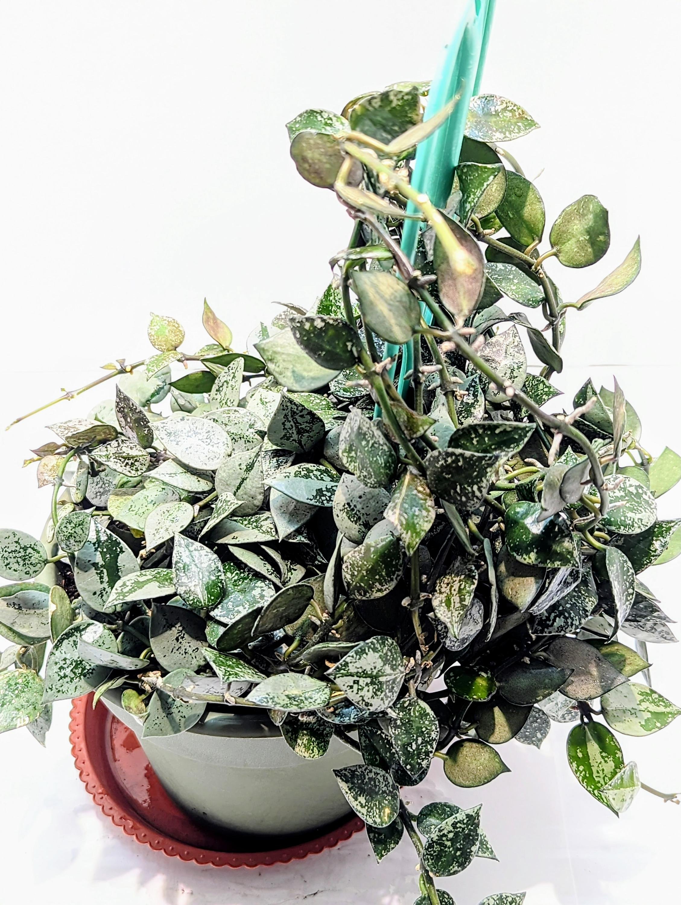 https://i.etsystatic.com/28792645/r/il/51c41f/6385276479/il_fullxfull.6385276479_aev9.jpg