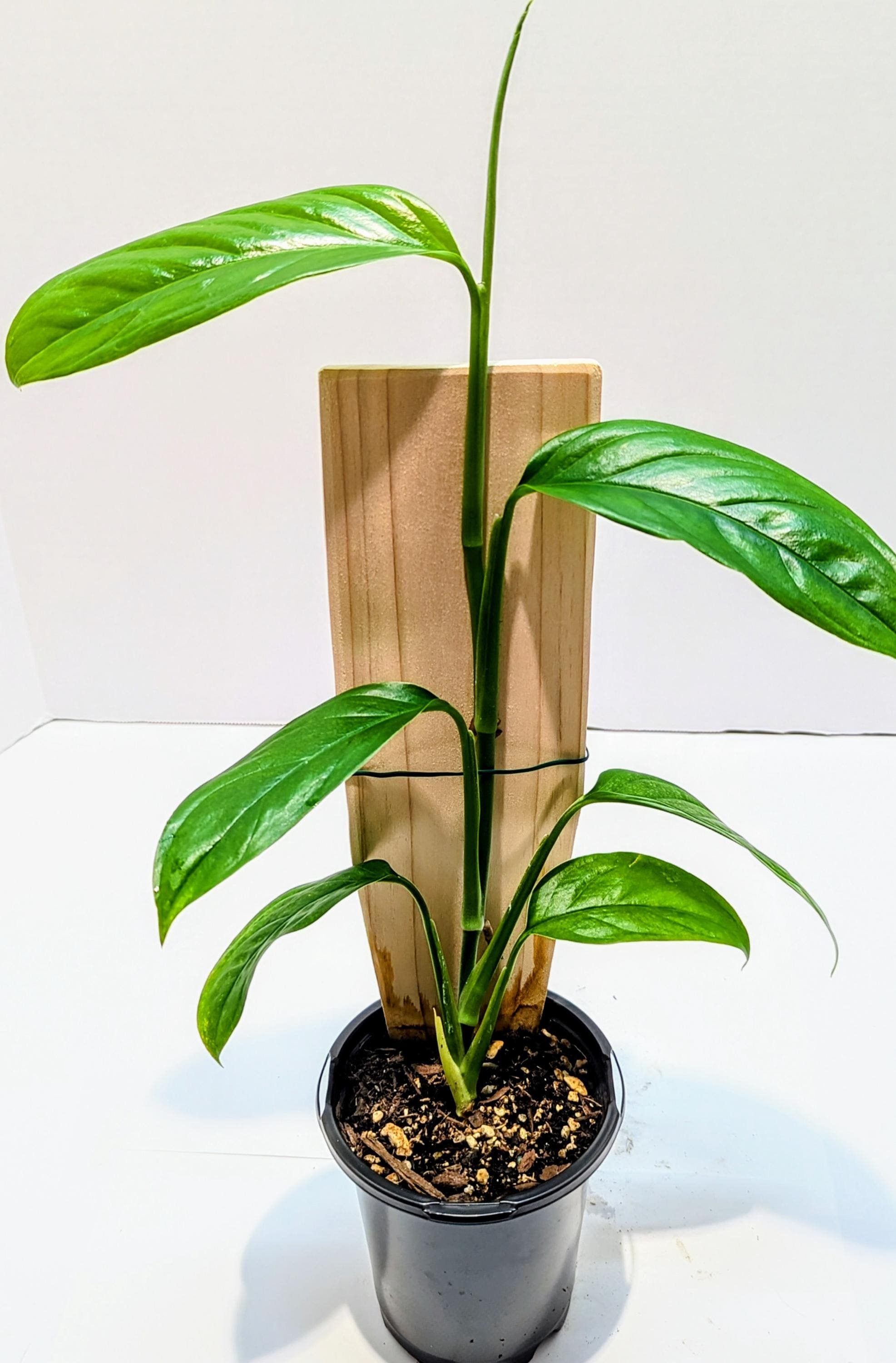 https://i.etsystatic.com/28792645/r/il/eb76d2/6382380791/il_fullxfull.6382380791_ky1w.jpg