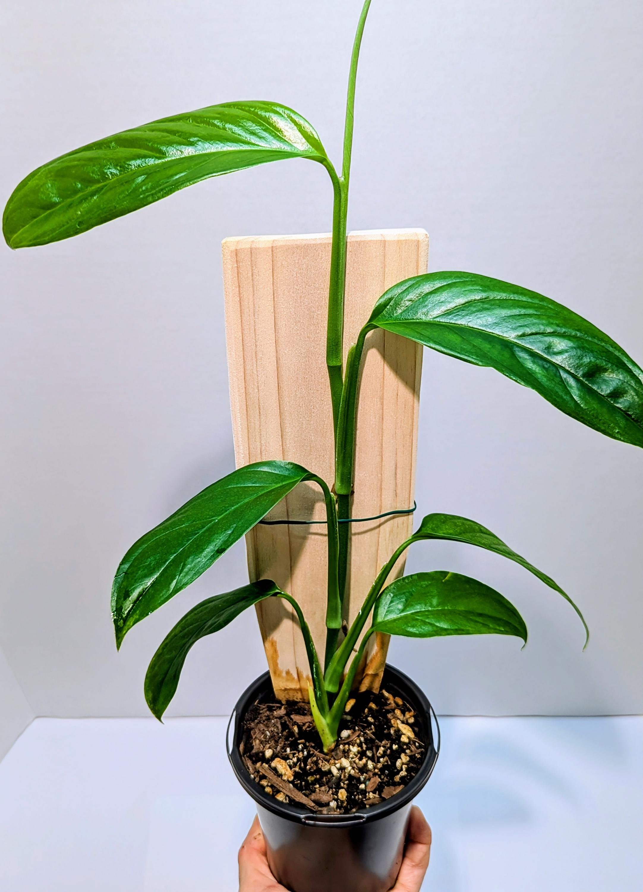 https://i.etsystatic.com/28792645/r/il/c59f2a/6334314112/il_fullxfull.6334314112_lux4.jpg