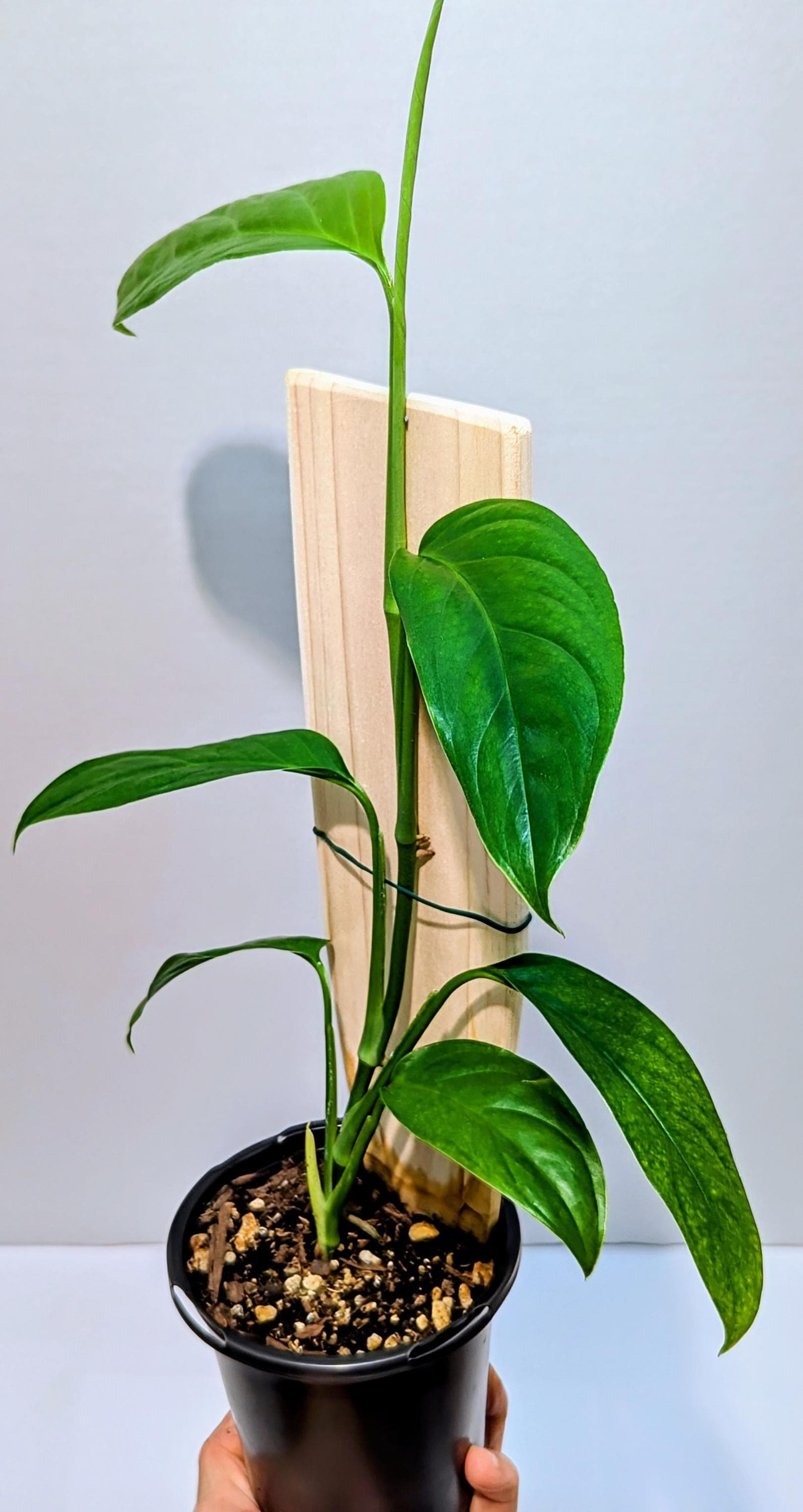 https://i.etsystatic.com/28792645/r/il/c33090/6382381297/il_fullxfull.6382381297_ikc5.jpg