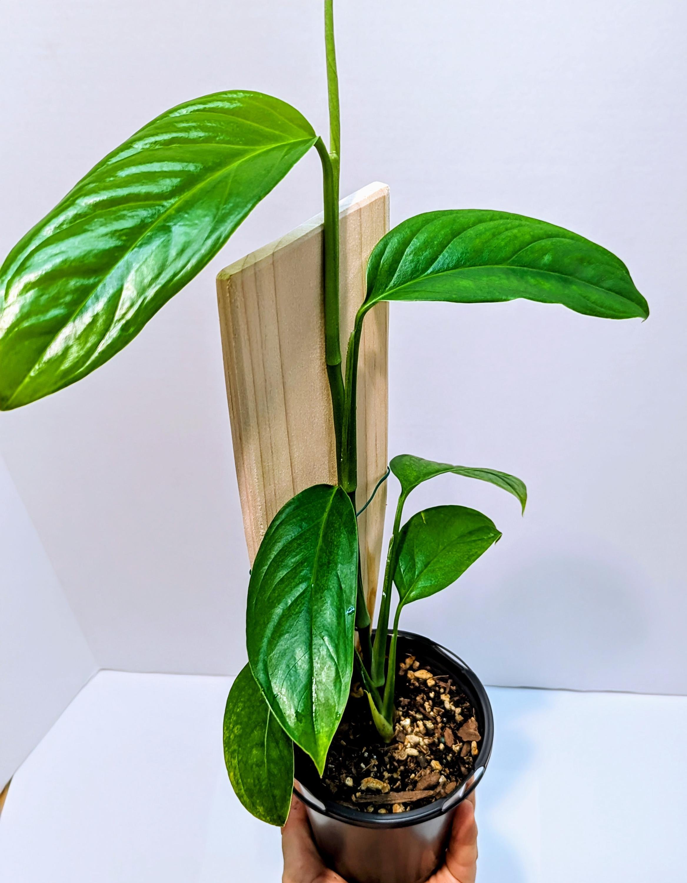 https://i.etsystatic.com/28792645/r/il/242cf6/6334314356/il_fullxfull.6334314356_savm.jpg