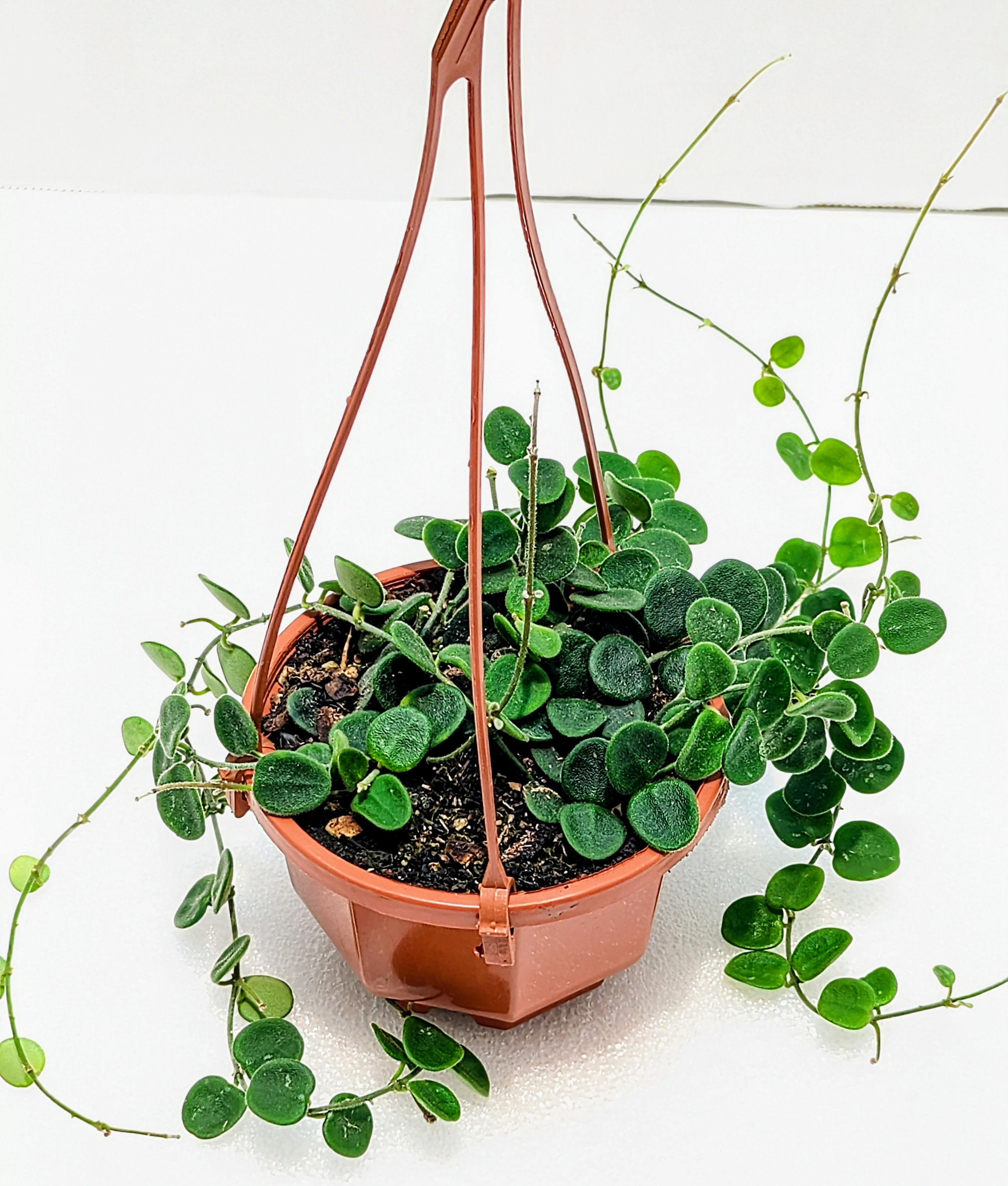 Hoya serpens brevialata is small and mighty, this adorable Hoya grows fast! Best in a hanging basket - where the succulent, sometimes spotted leaves will get the most attention.
