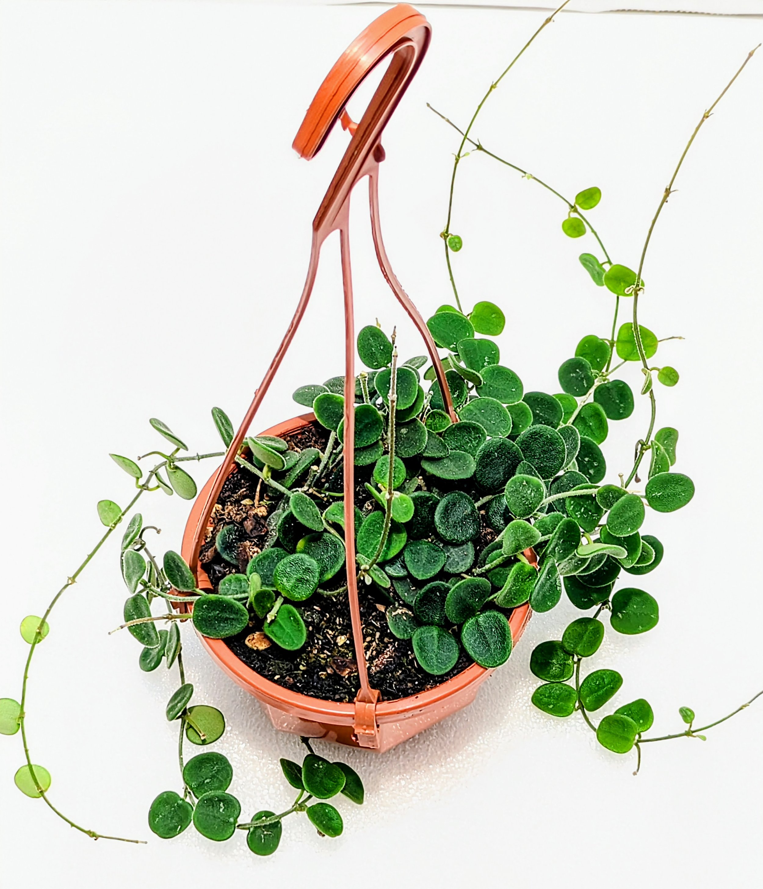 Hoya serpens brevialata is small and mighty, this adorable Hoya grows fast! Best in a hanging basket - where the succulent, sometimes spotted leaves will get the most attention.