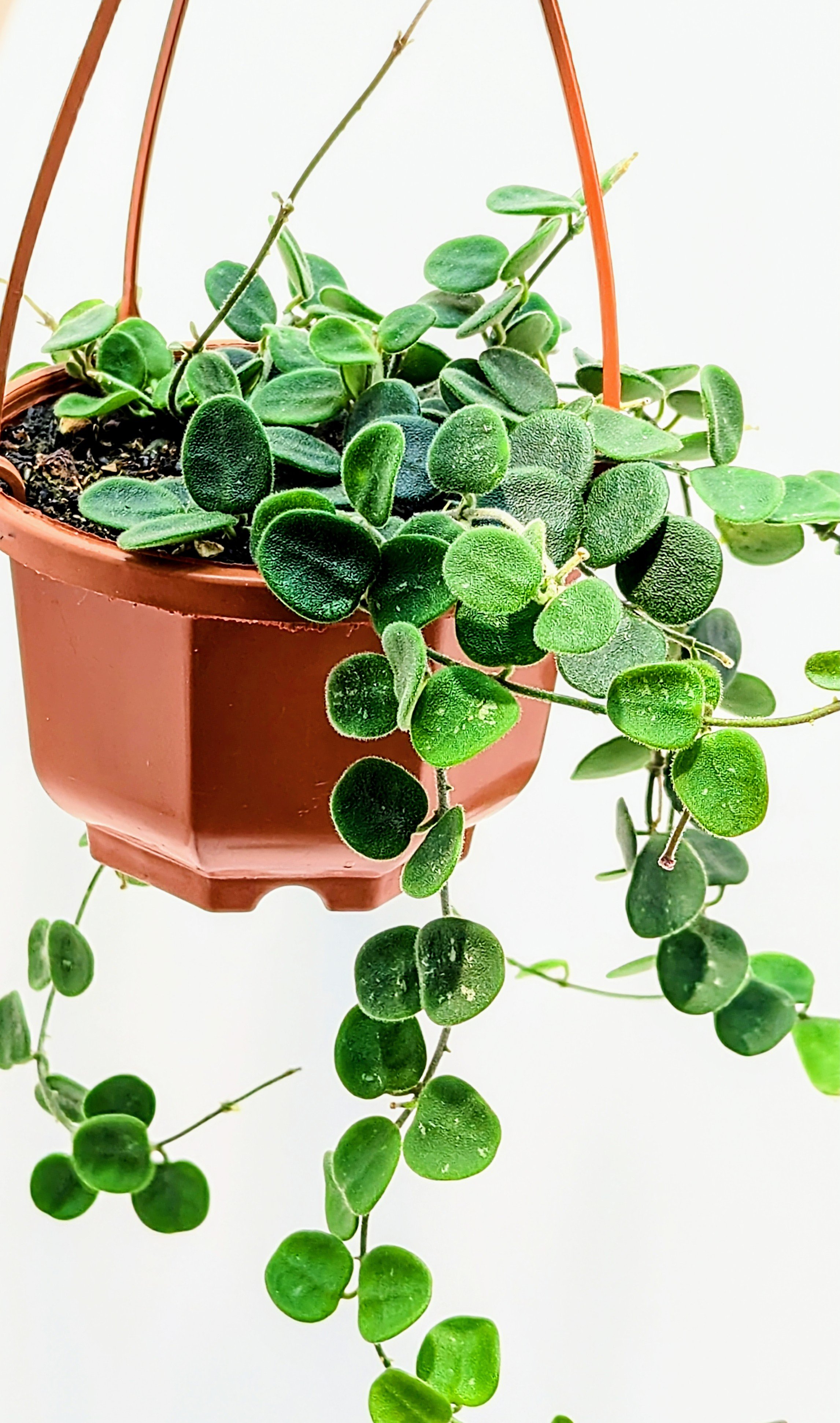 Hoya serpens brevialata is small and mighty, this adorable Hoya grows fast! Best in a hanging basket - where the succulent, sometimes spotted leaves will get the most attention.