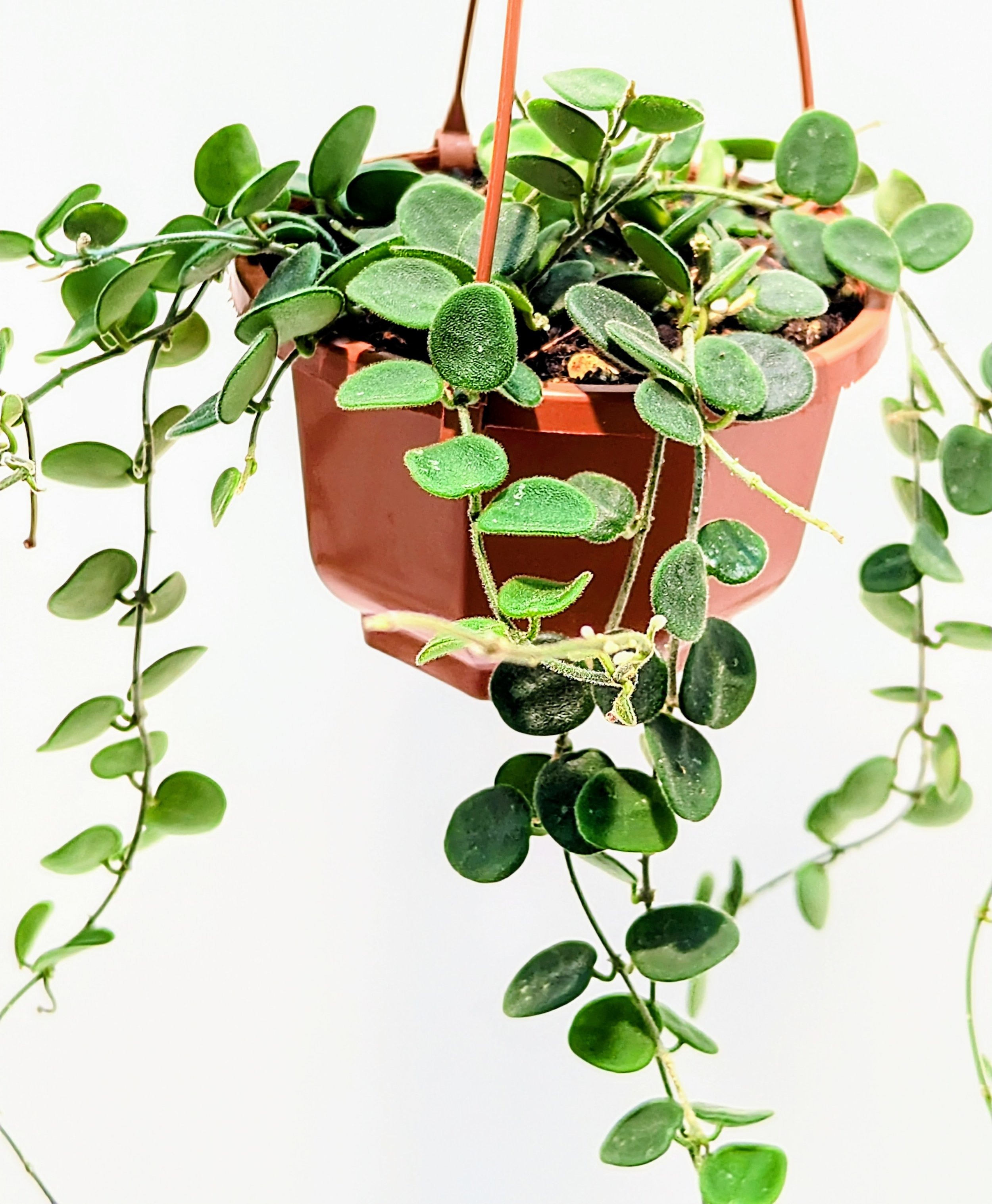 Hoya serpens brevialata is small and mighty, this adorable Hoya grows fast! Best in a hanging basket - where the succulent, sometimes spotted leaves will get the most attention.