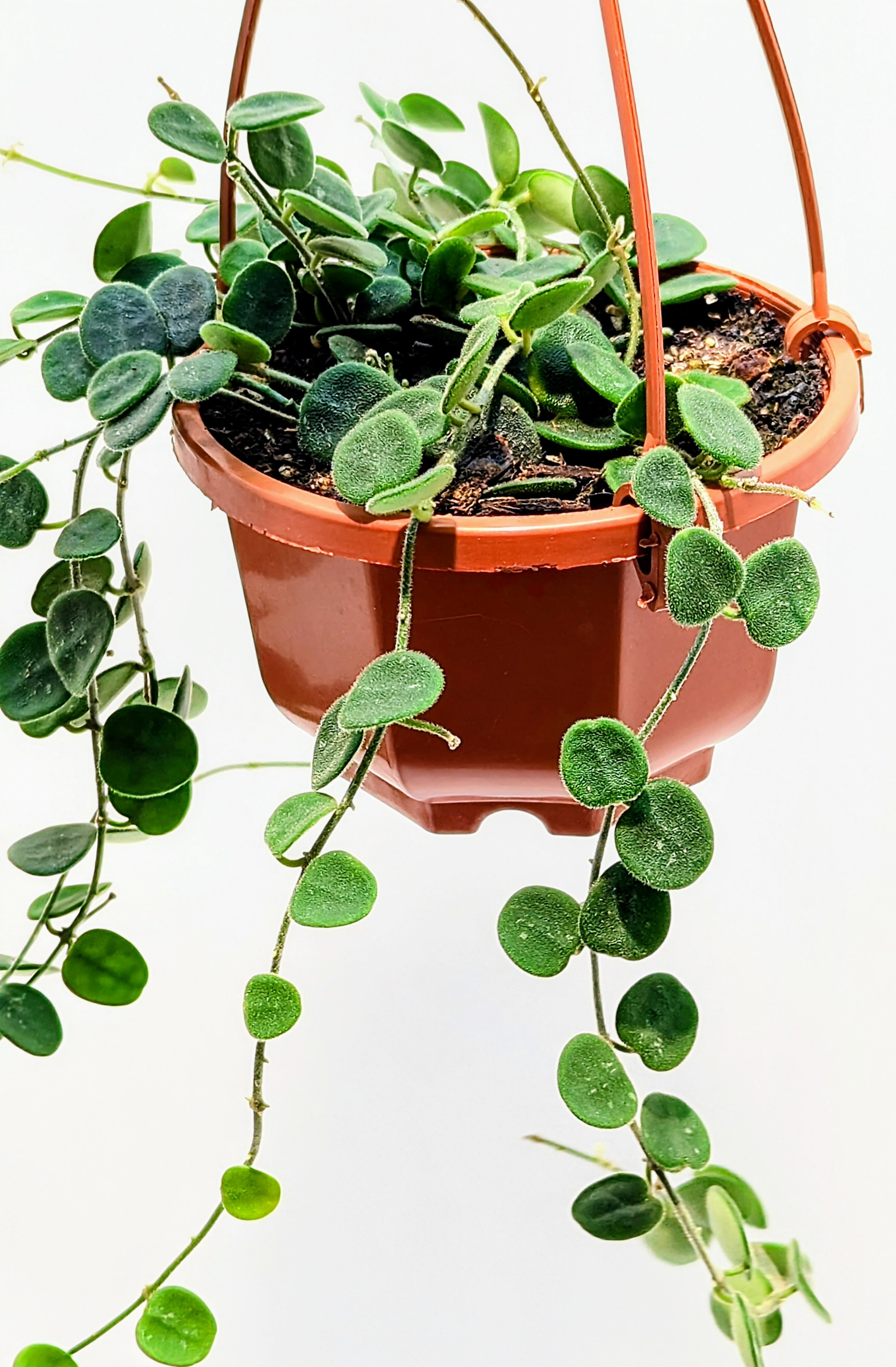 Hoya serpens brevialata is small and mighty, this adorable Hoya grows fast! Best in a hanging basket - where the succulent, sometimes spotted leaves will get the most attention.