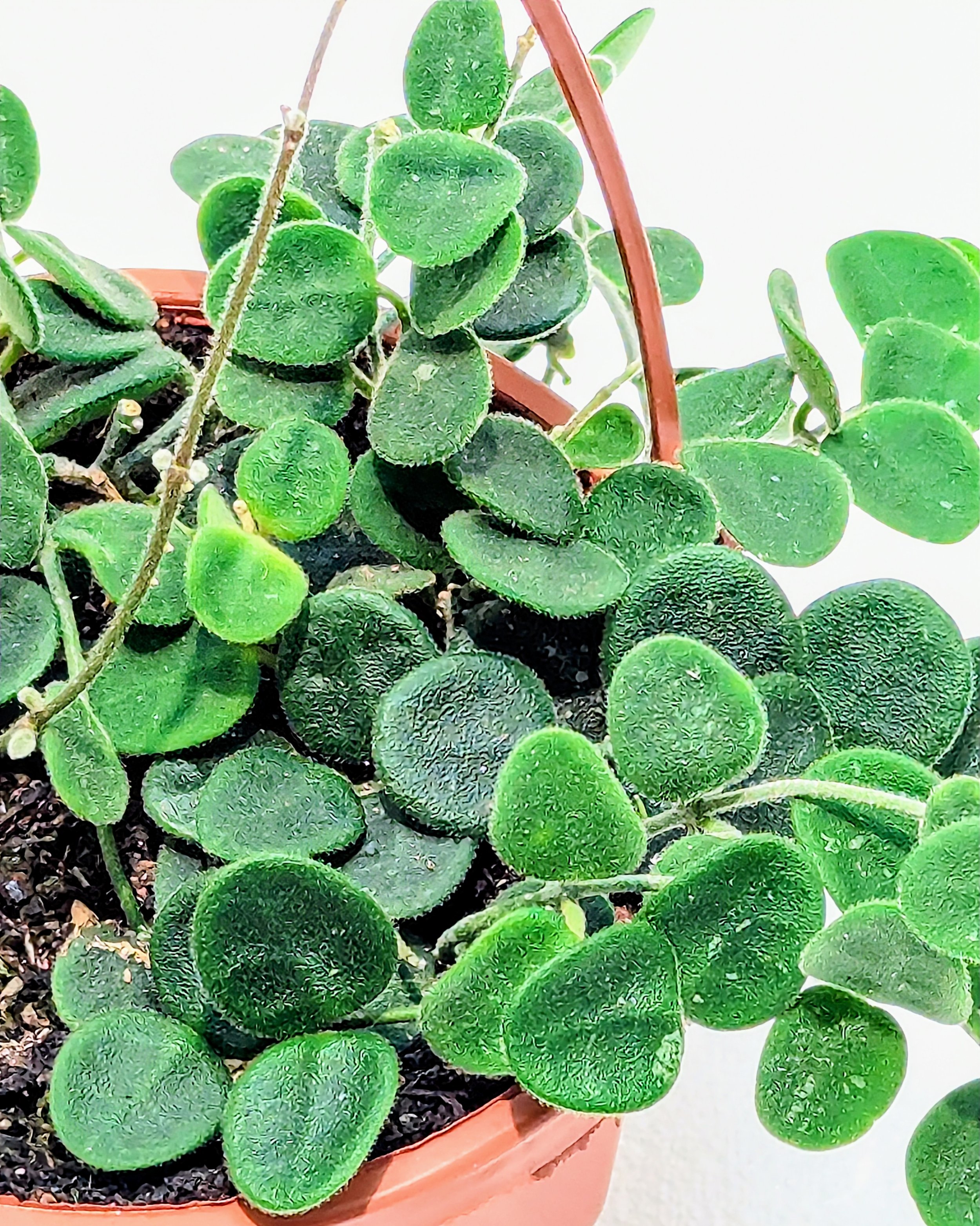 Hoya serpens brevialata is small and mighty, this adorable Hoya grows fast! Best in a hanging basket - where the succulent, sometimes spotted leaves will get the most attention.