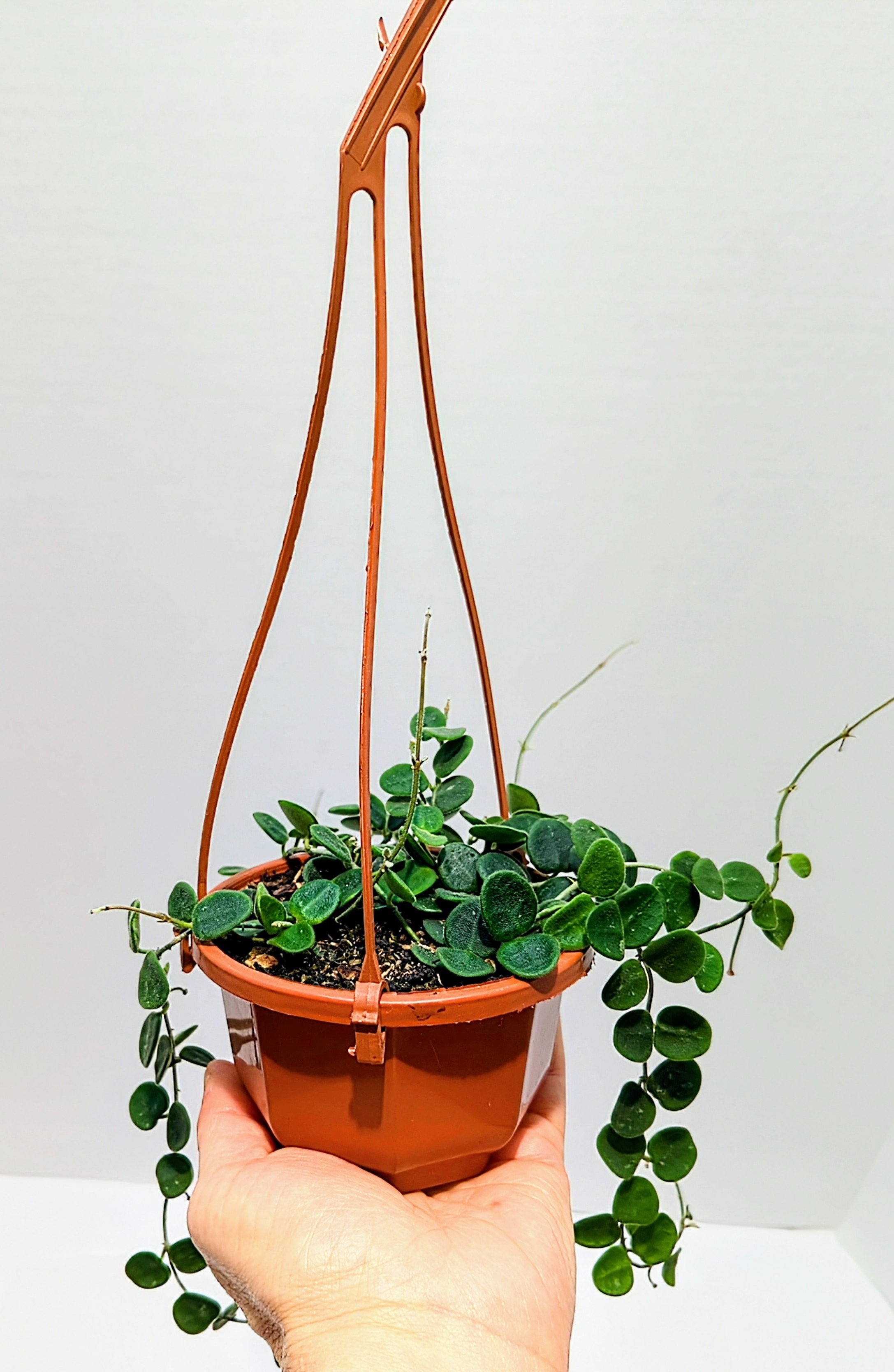 Hoya serpens brevialata is small and mighty, this adorable Hoya grows fast! Best in a hanging basket - where the succulent, sometimes spotted leaves will get the most attention.